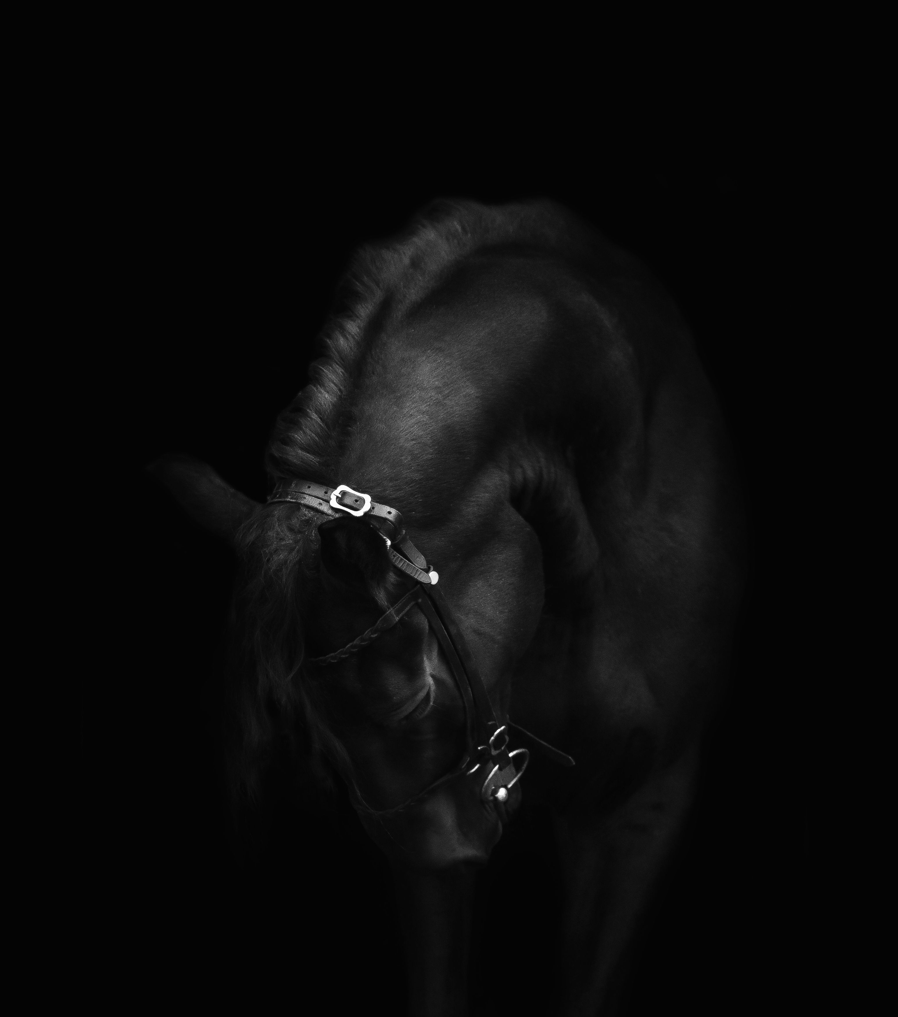 horse portrait, Кристина Горковская