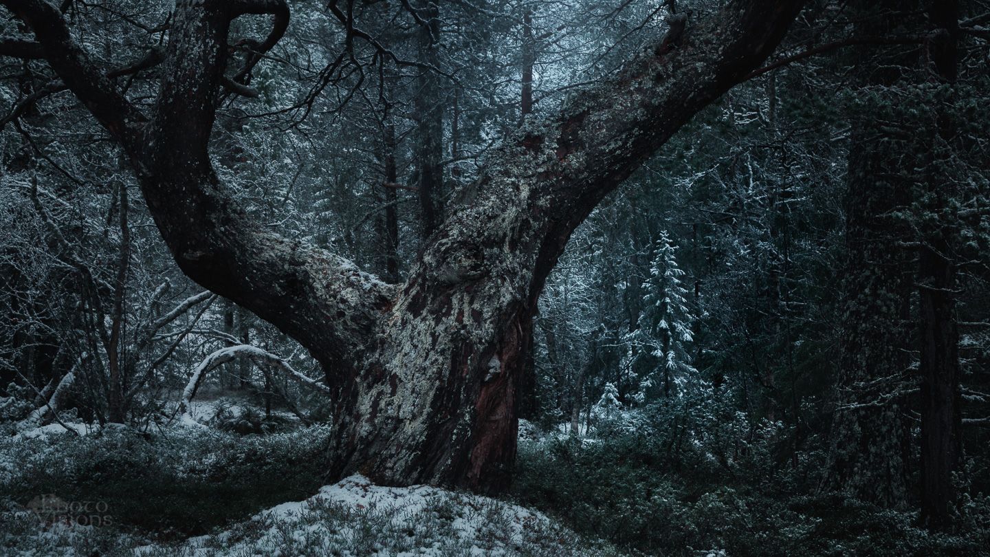 forest,woodland,woods,norway,boreal,noregian,nature,winter,night,blue hour,, Adrian Szatewicz