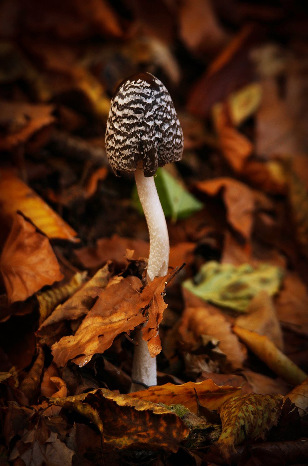 гриб,лес,осень,, Marat Magov