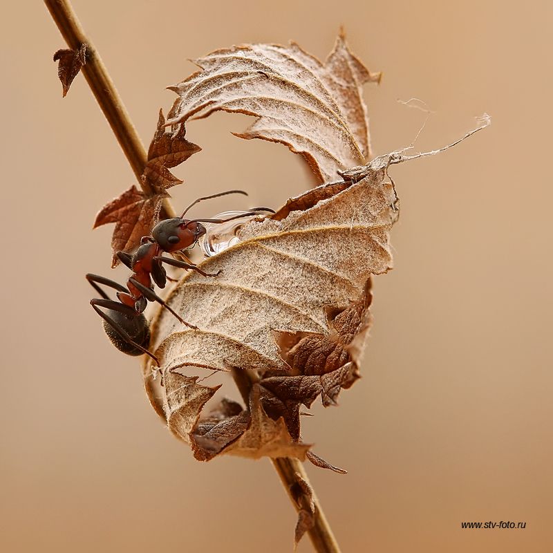 макро, макросъемка, насекомые, муравей, ant, осень, листья, Sokolova Tatiana