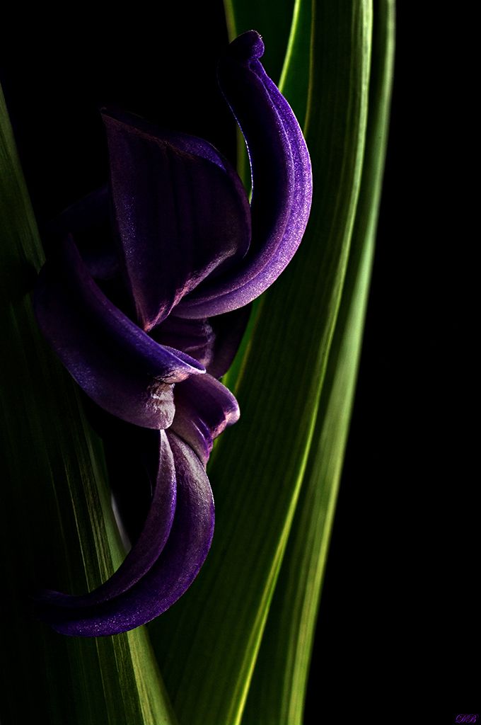 close-up, color, colors, color image, flower, hyacinth, macro, nature, photography, photograph, purple,, Dr Didi Baev