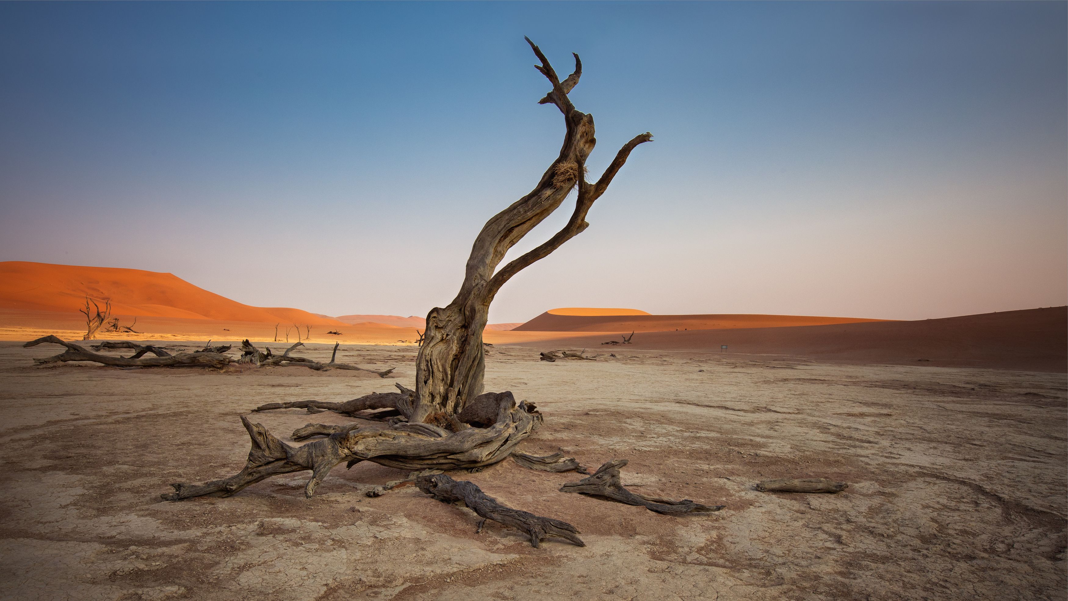 #Namibia #africa #Deadlays # Valley #tree # camel acacias #sunrise , Наталия Деркач