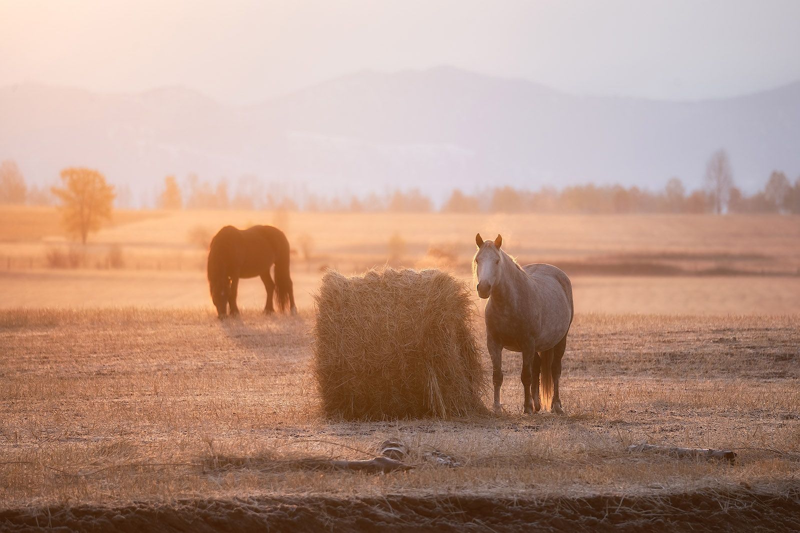 russia, altay, horses, morning, autumn, cold, sunrise, light, landscape, Алексей Вымятнин