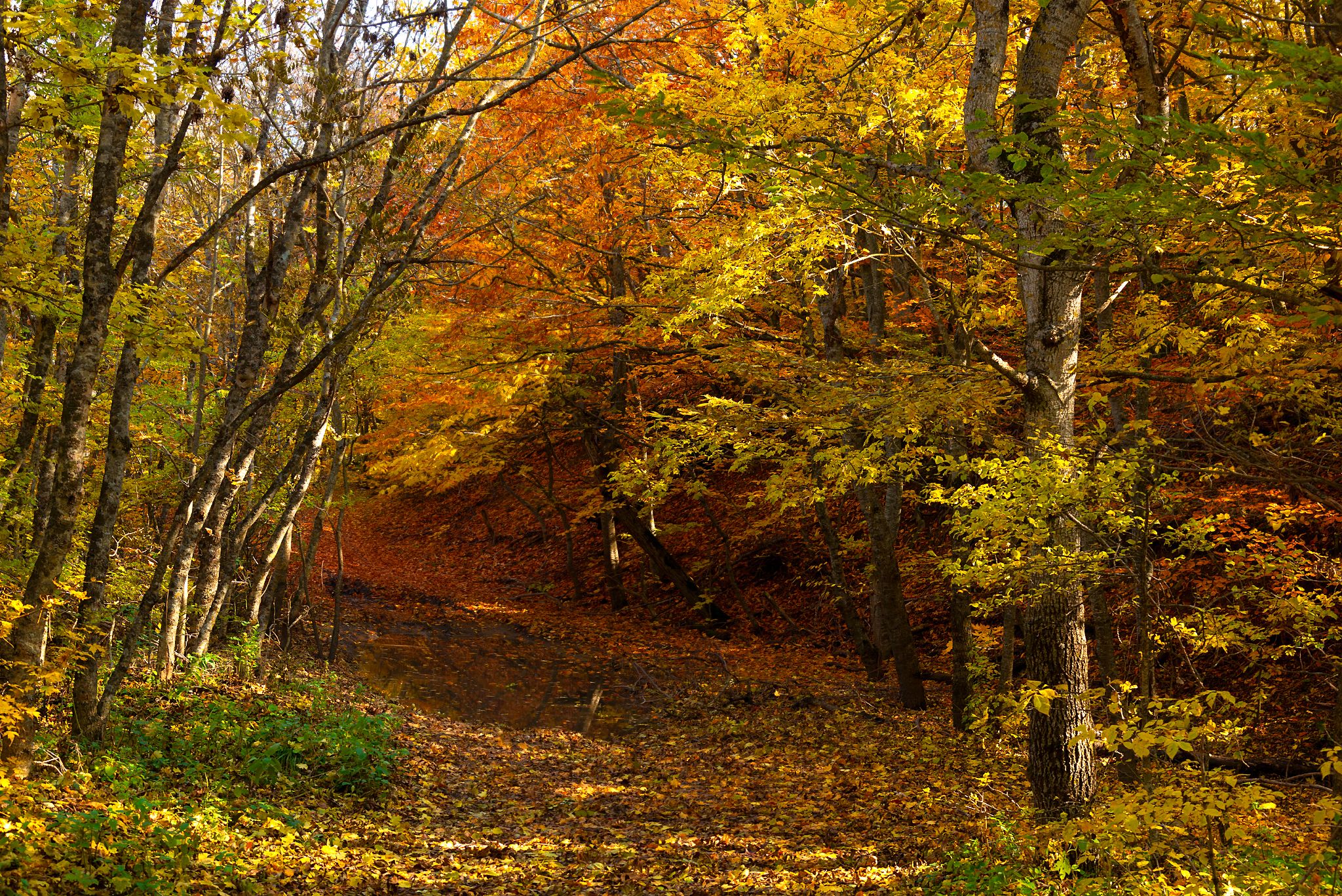 лес,осень,тропинка,природа,пейзаж,осенние листья, Елена Брежицкая