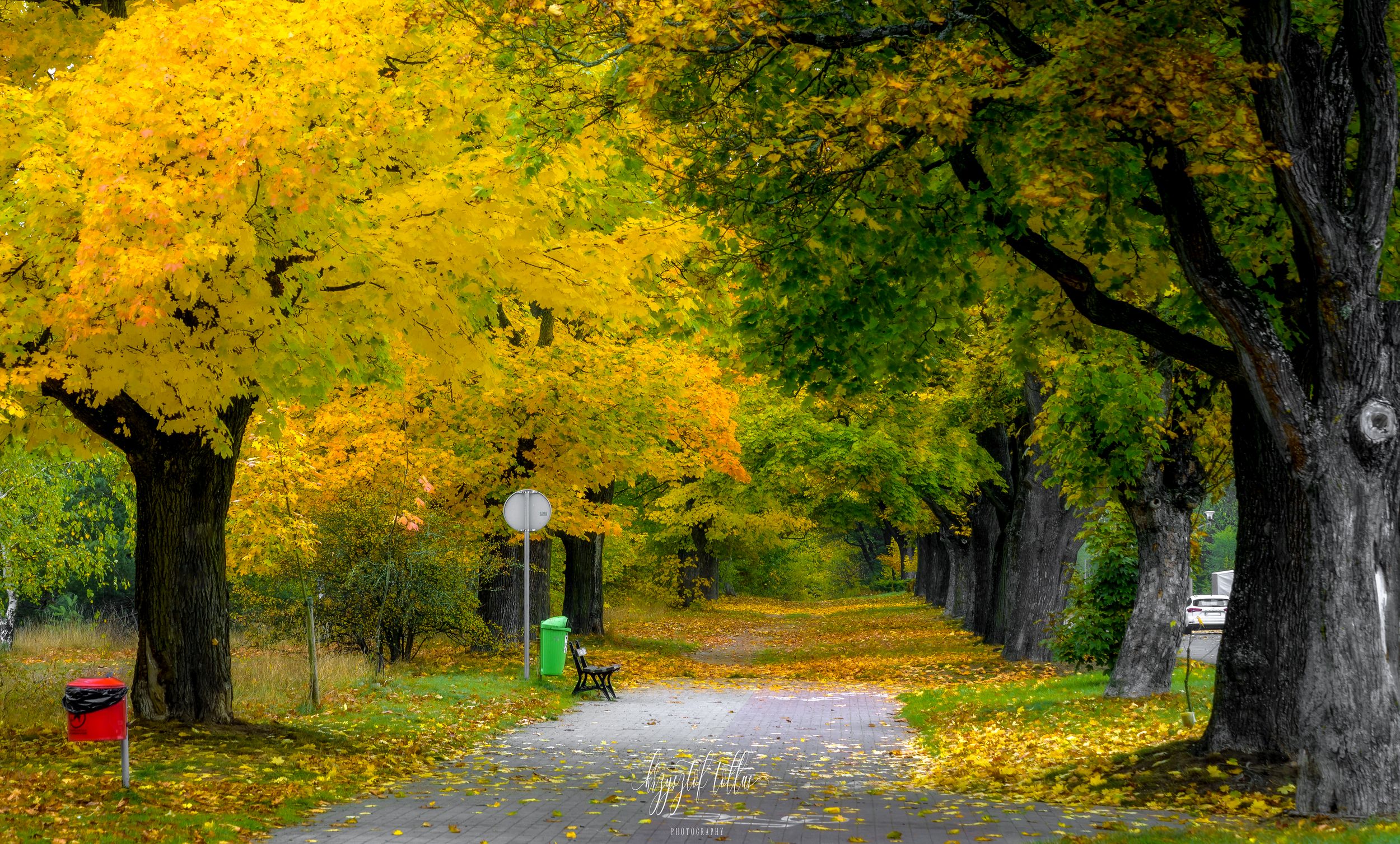 autumn  avenue  nature  morning  leaves  trees  autumn colors  maples  landscape  October 2021  light  human  walk, Krzysztof Tollas