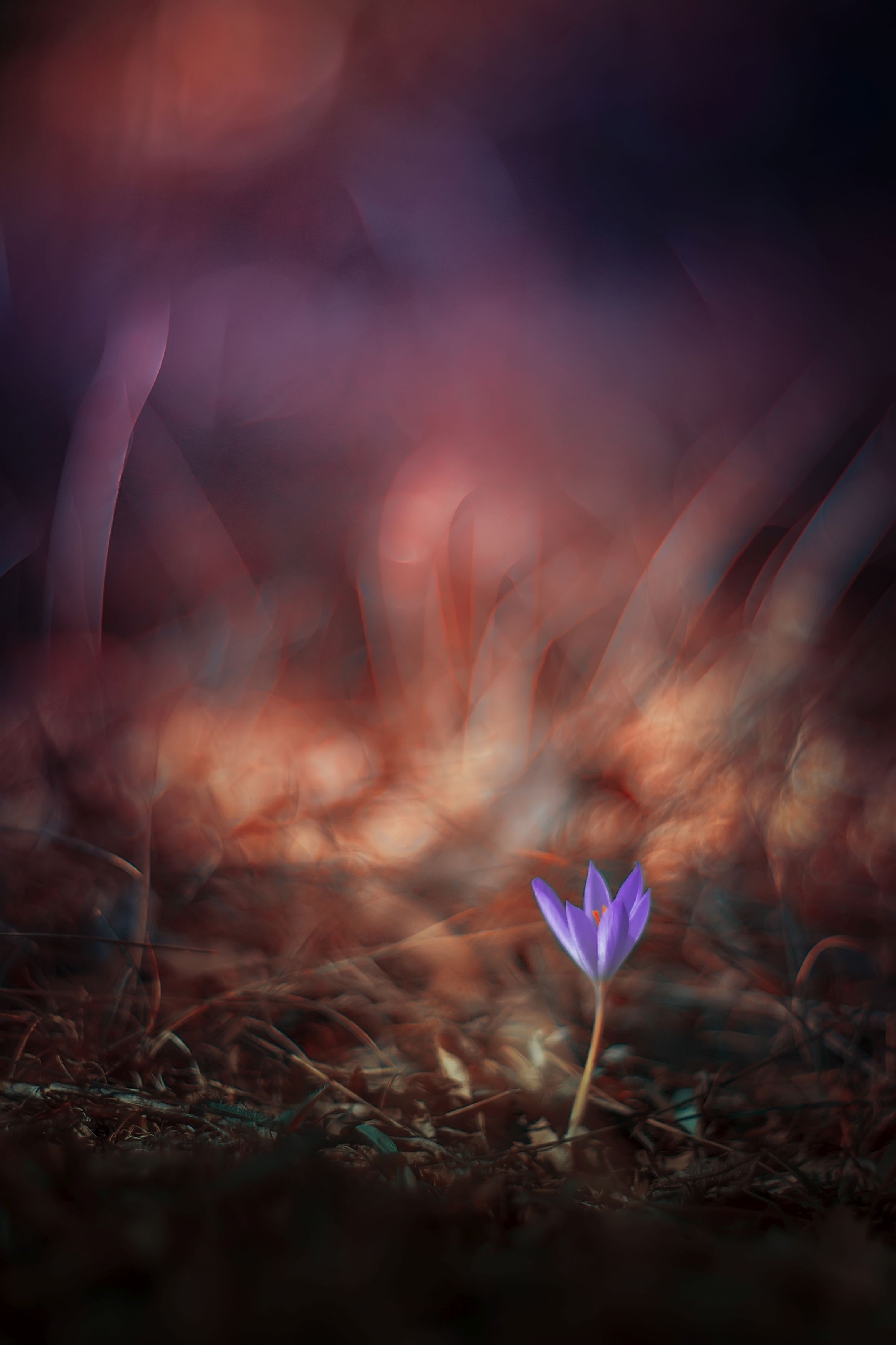 green,red,bokeh,flowers,white,zenit,helios,nikon,light,nature,exterior,purple,orange, Борислав Алексиев