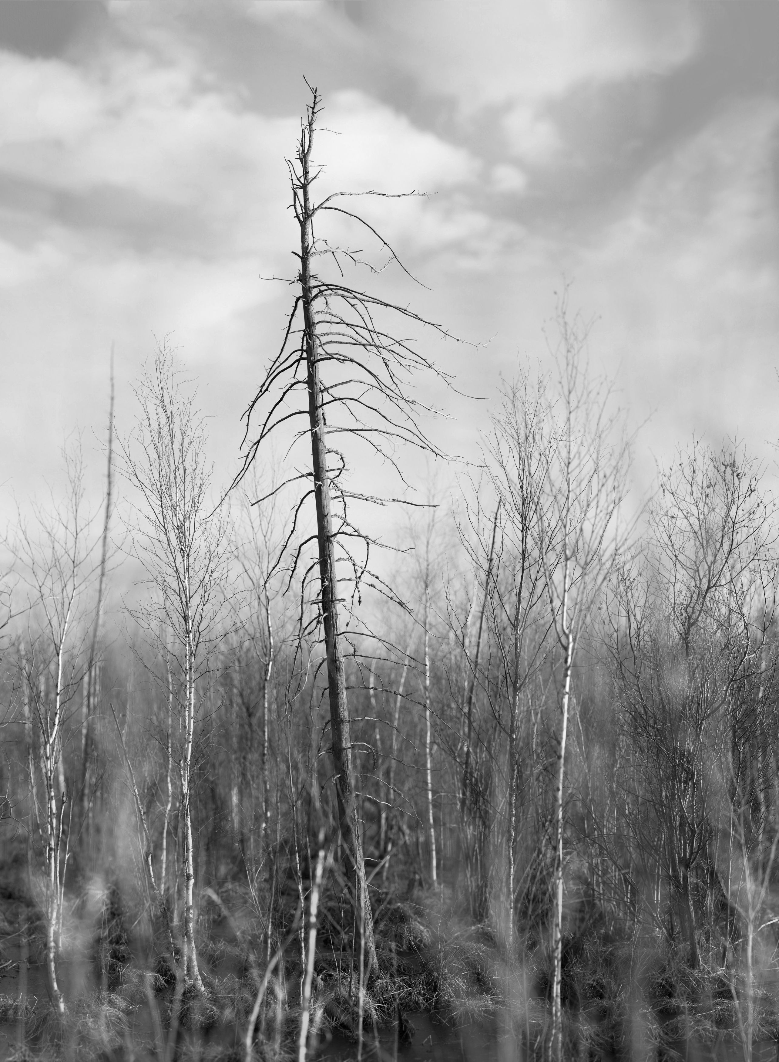 сухое дерево, чернобелое, Андрей Логвинович