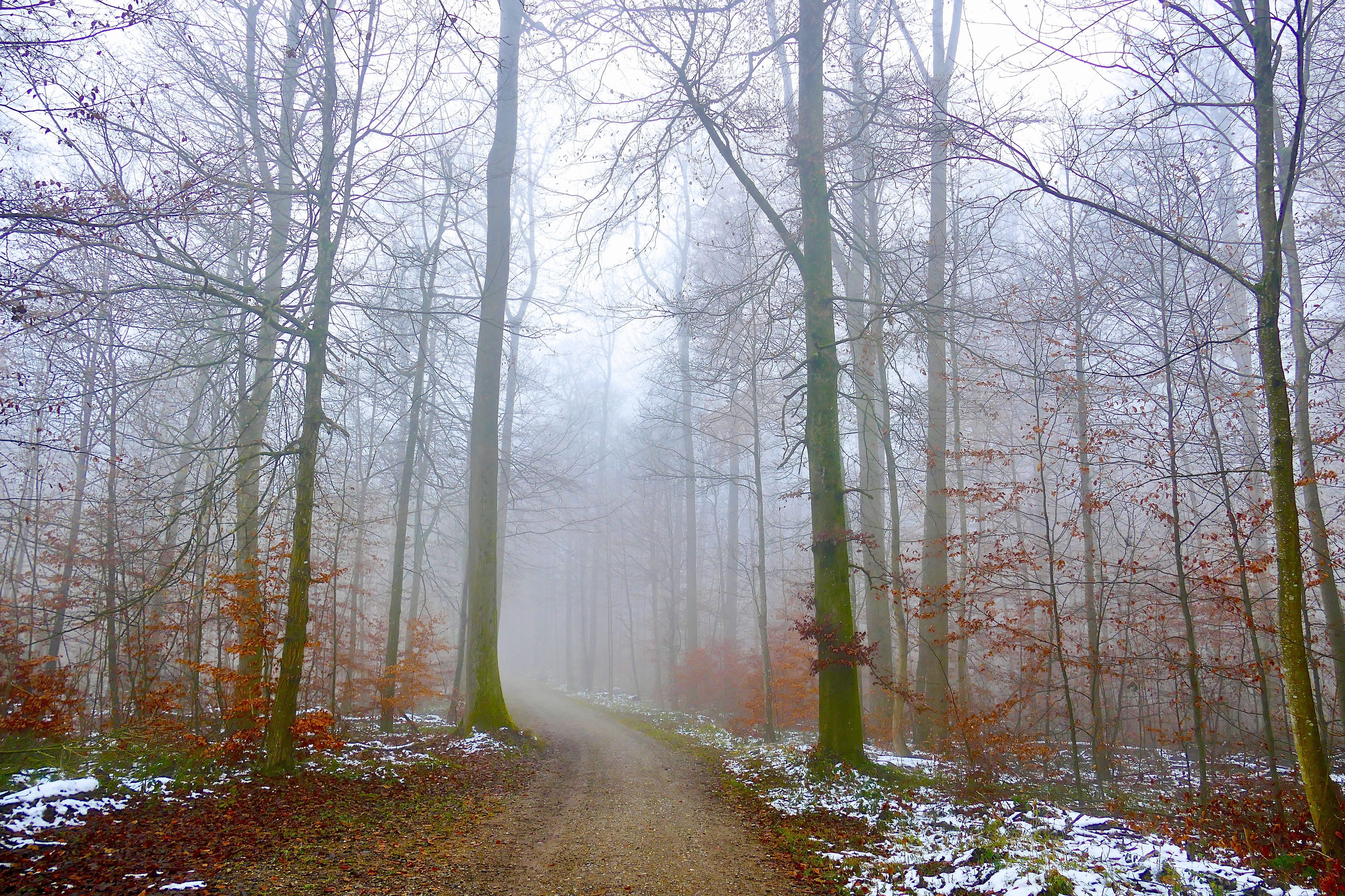 Landscapes, forest, Autumn, Fall, colors, snow, trees, nature, fog, mist, mood, осень,, Svetlana Povarova Ree