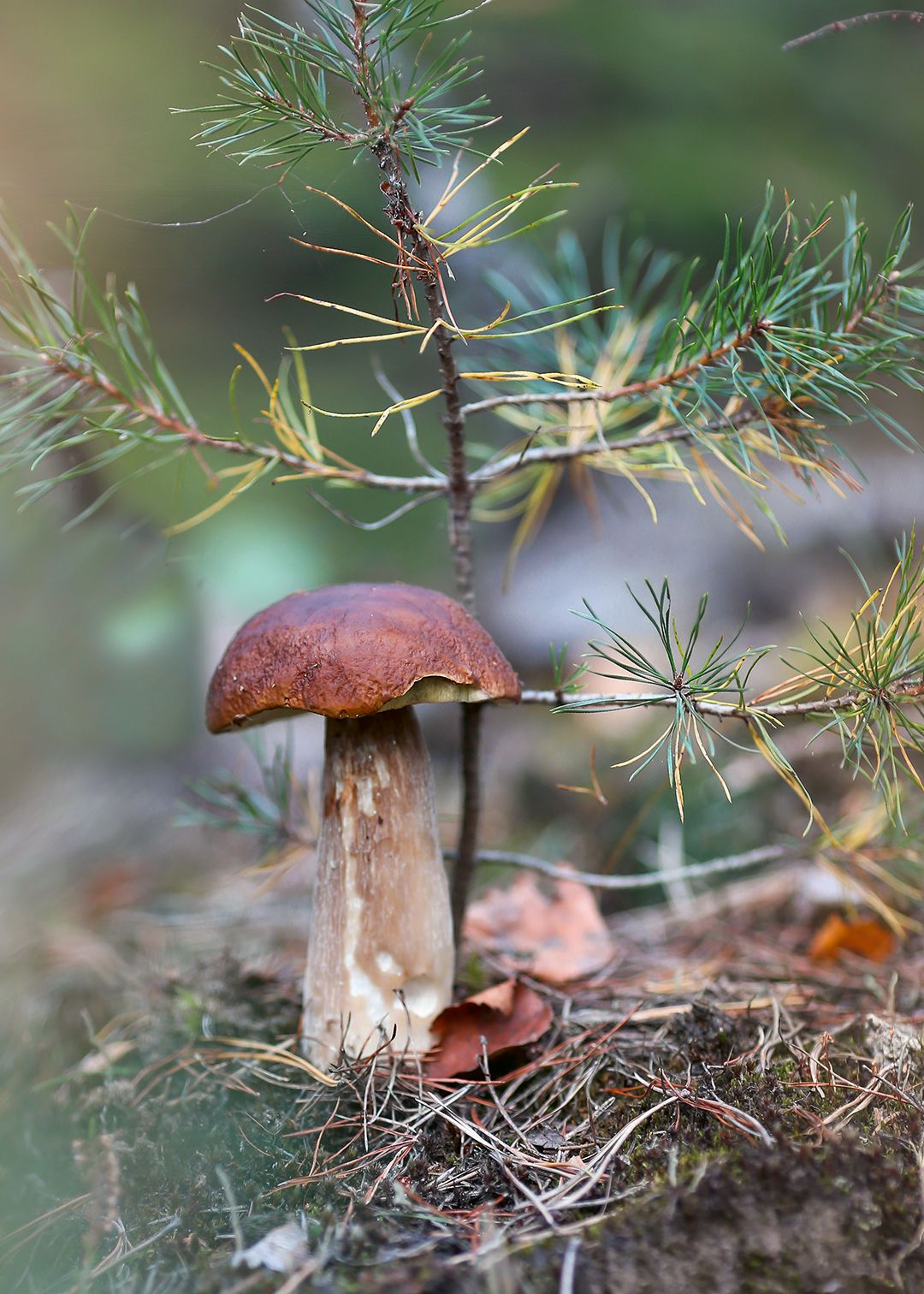 белый гриб ,осень,лес, Ирина Горюкина