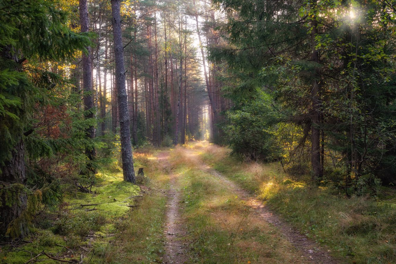 осень, лес, дорога, утро,, Сергей Шабуневич