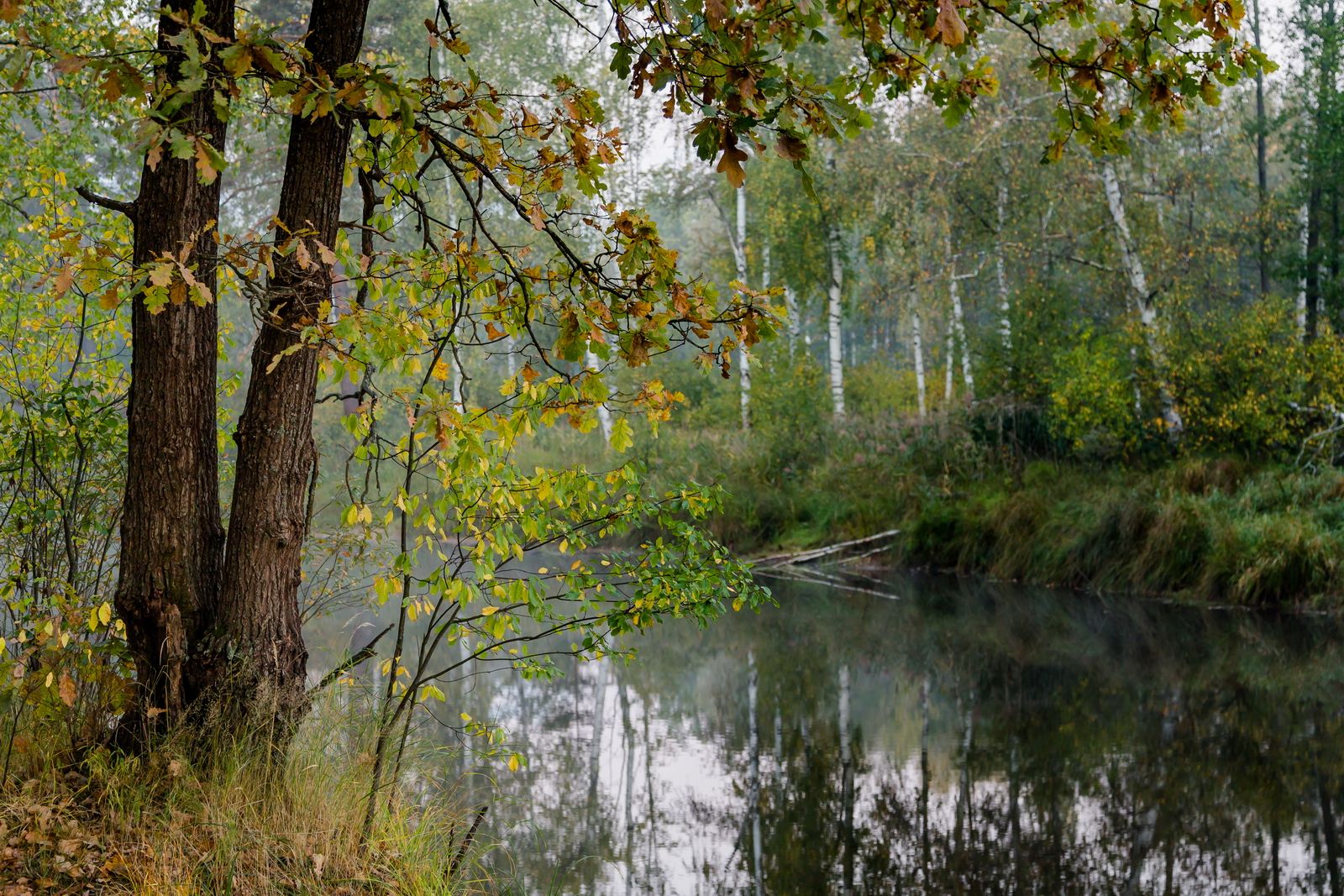пейзаж, осень, туман, река, березки, Юрий Морозов