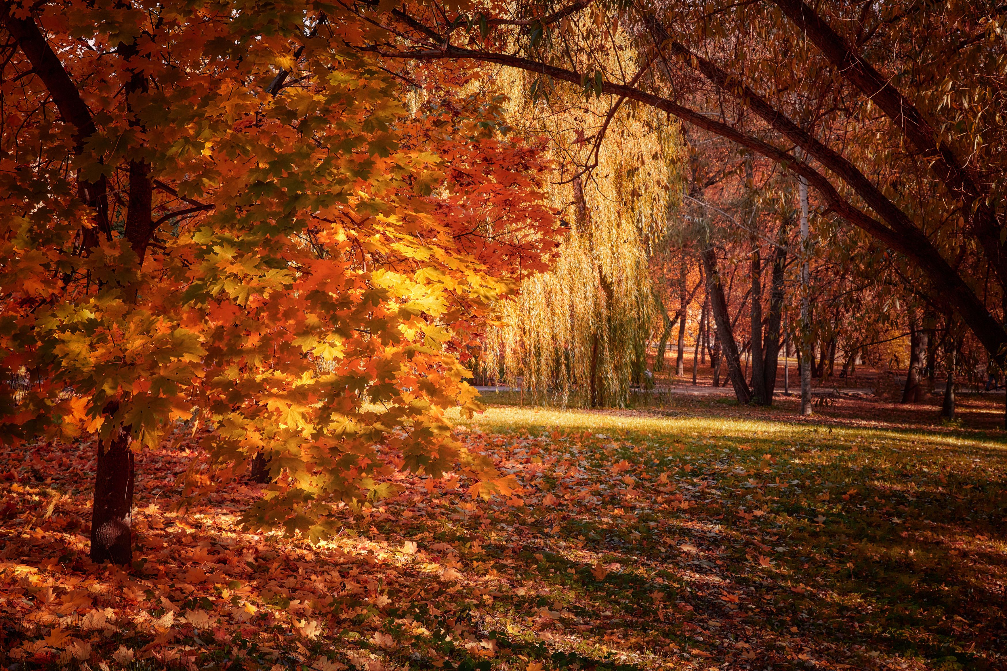осень,парк,деревья,день, Булатов Дмитрий