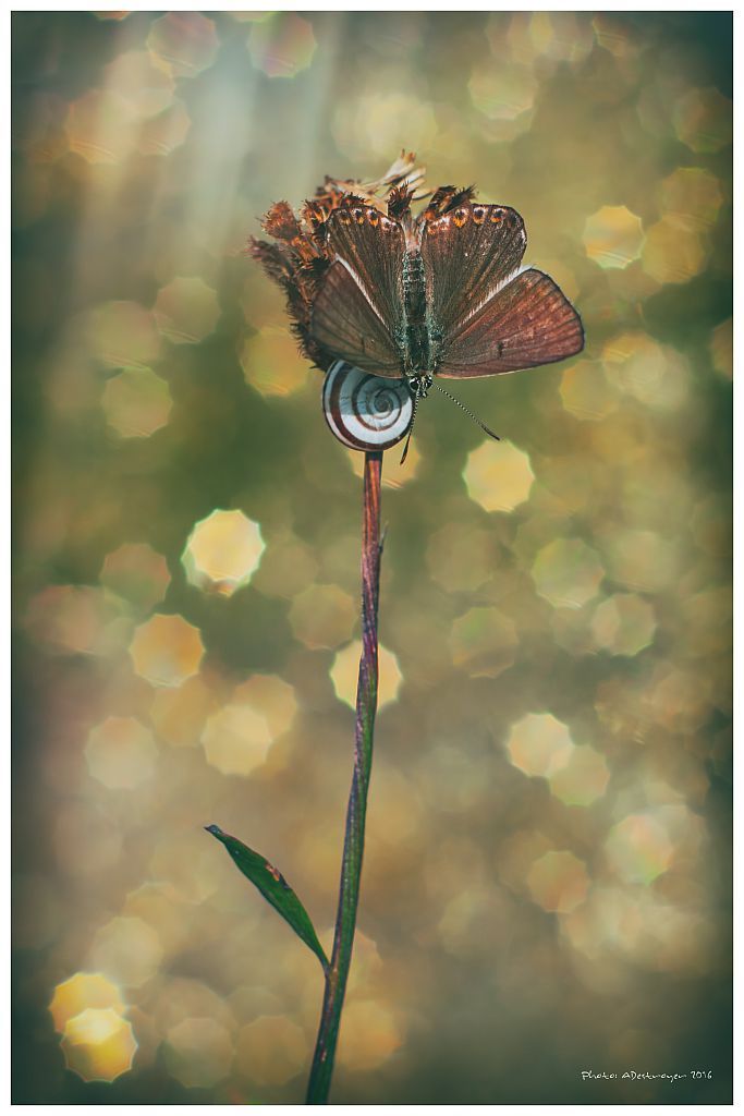 macro. nature, butterfly, close up, Ryszard Lal