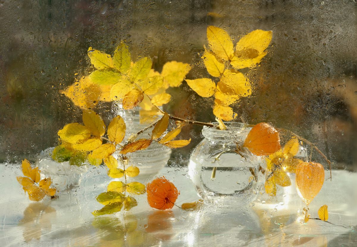 осень, листья, шиповник, физалис, капли, стекло, Шруб (Беляева) Татьяна