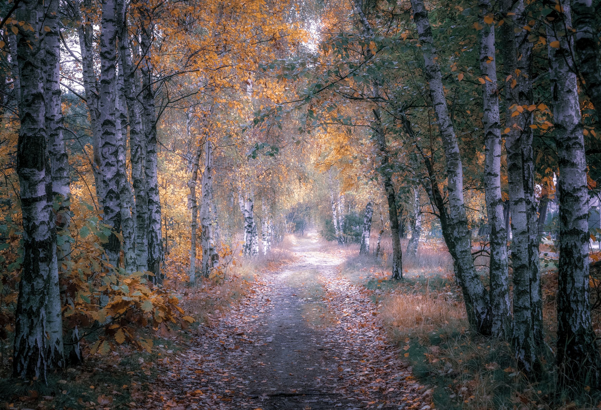 avenue, birches, autumn, nature, trees, road, landscape, leaves, morning, light, Krzysztof Tollas