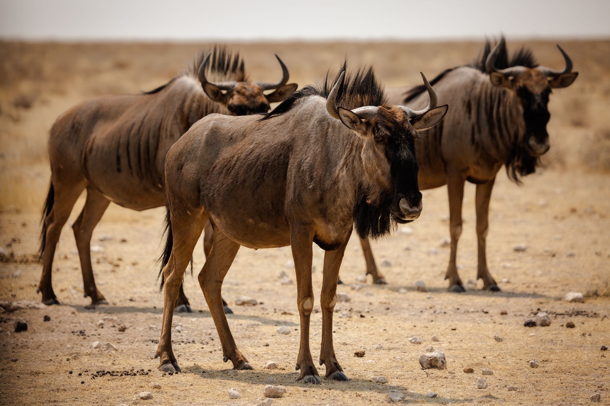 #Африка #Намибия #Этоша #голубой гну #национальный парк #сафари #животные #africa #namibia #Etosha  #animal #safari #wildebeest, Наталия Деркач