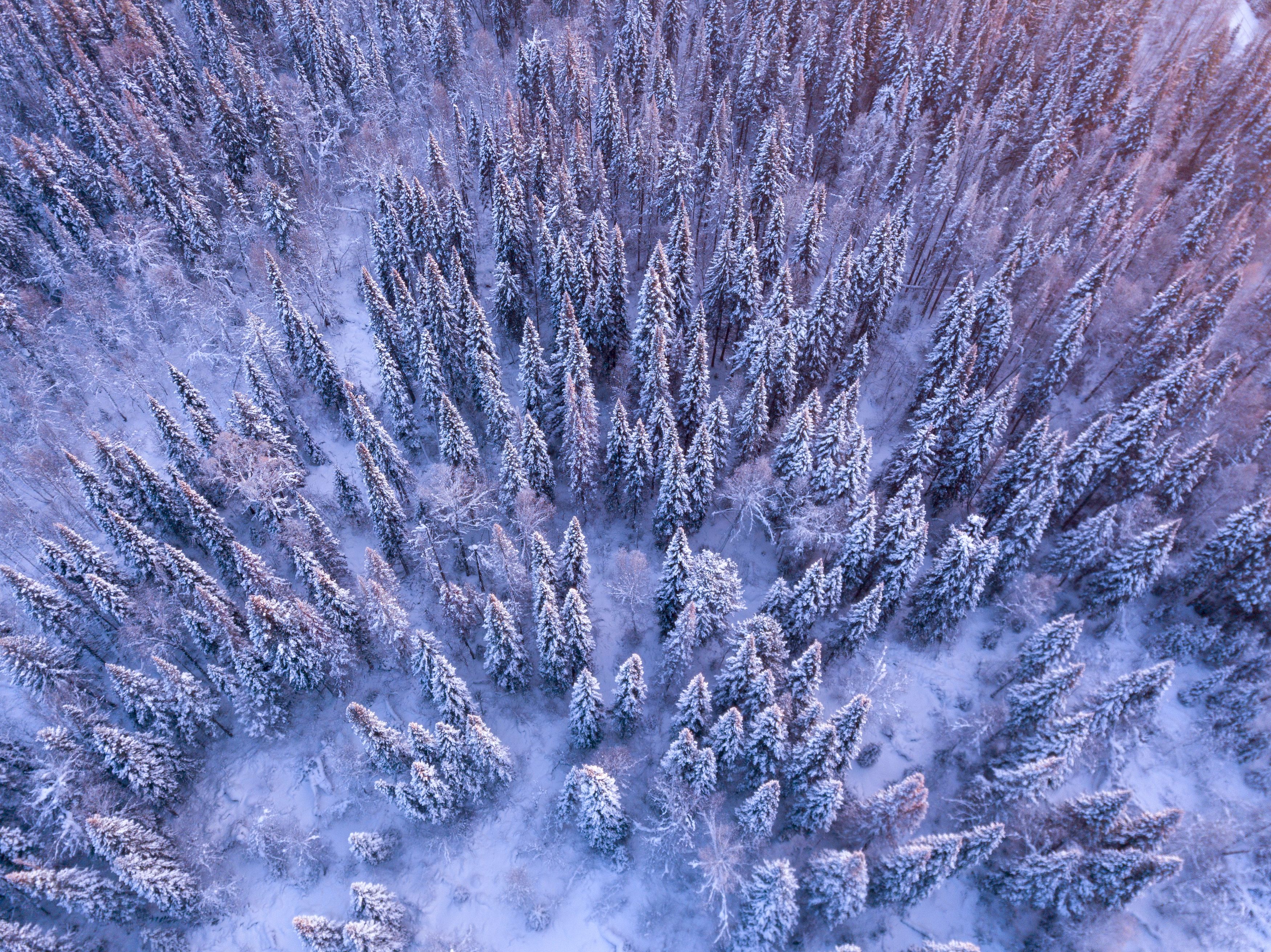 елки, снег, зима, голубое, Андрей Логвинович