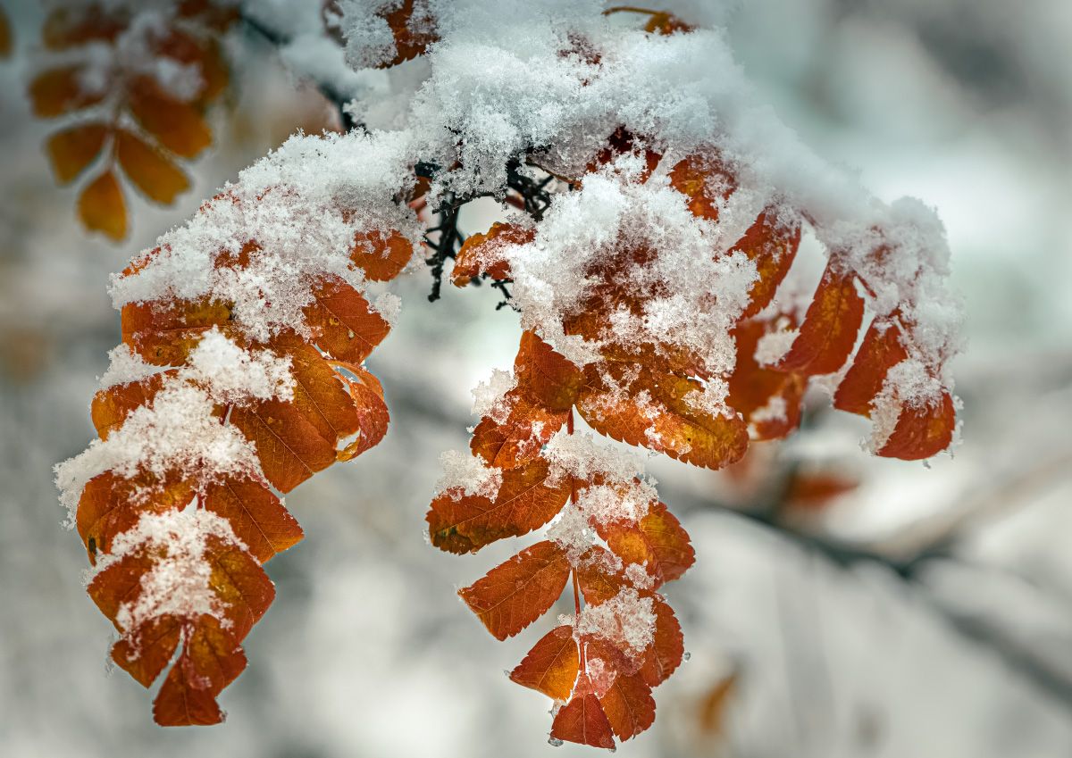 природа, макро, осень, рябина, снег, Неля Рачкова