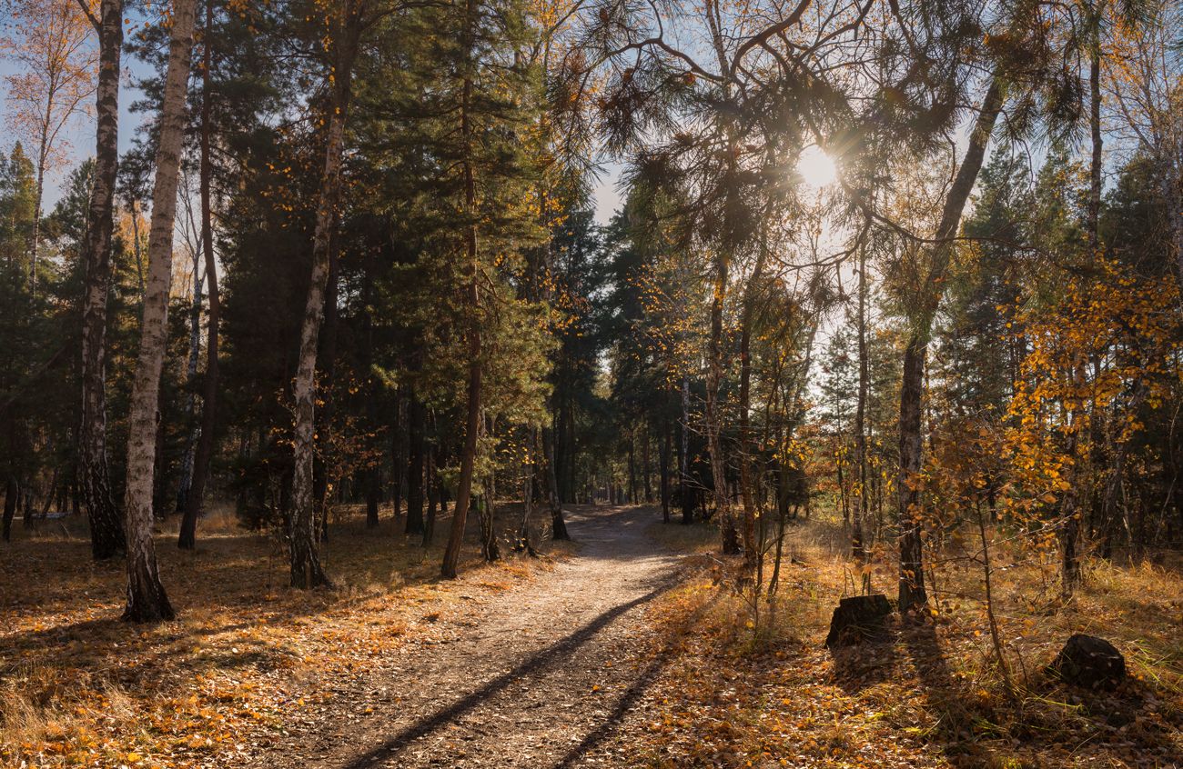 лес осень октябрь вечер, Галанзовская Оксана