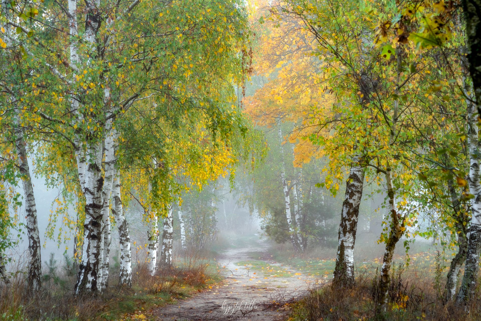 autumn  birches  alley  nature  fog  silence  trees  autumn colors  atmosphere  light  dawn, Krzysztof Tollas