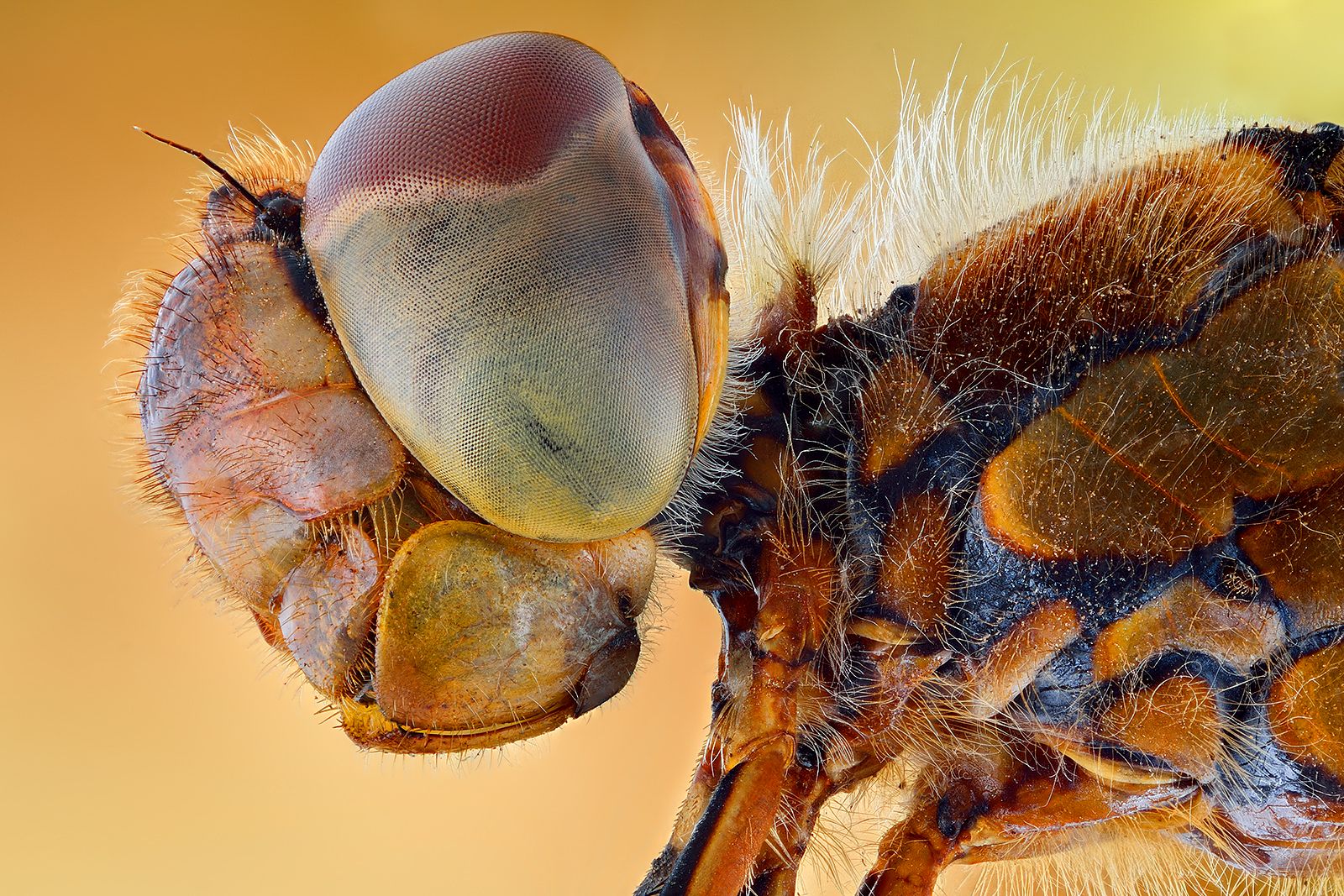 irass, waledzik, nat geo, olympus, close up, macro, extreme macro, макро, Ireneusz Irass Walędzik