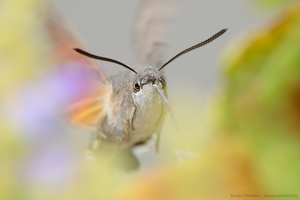 Insect, Kovács Norbert