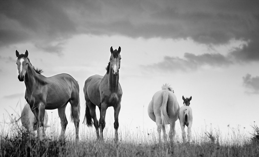 Horses, Лошадей, Dimitar Stoyanov