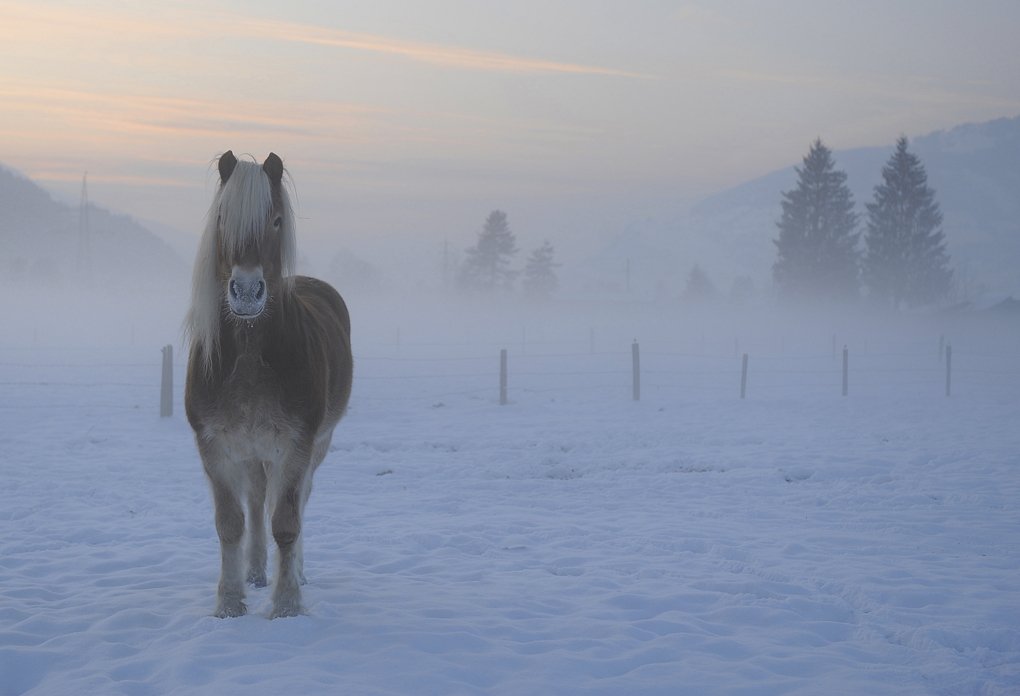 Animals, Horse, Horses, Landscape, Mountains, Tomek Jungowski