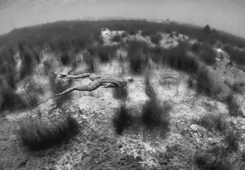 лягушка,подводная фотография, Эдуард VTORNIK  Николаев