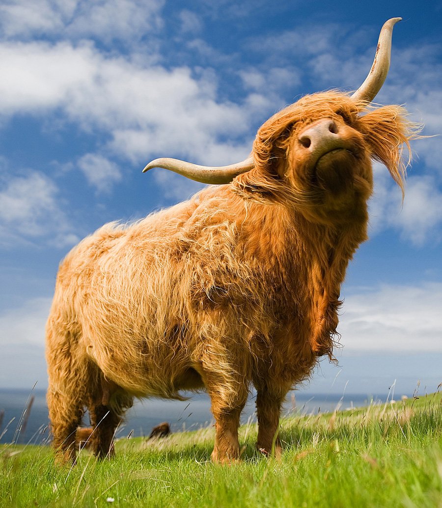Animals, Cattle, Nature, Portrait, Scotland, Scottish, Tomek Jungowski