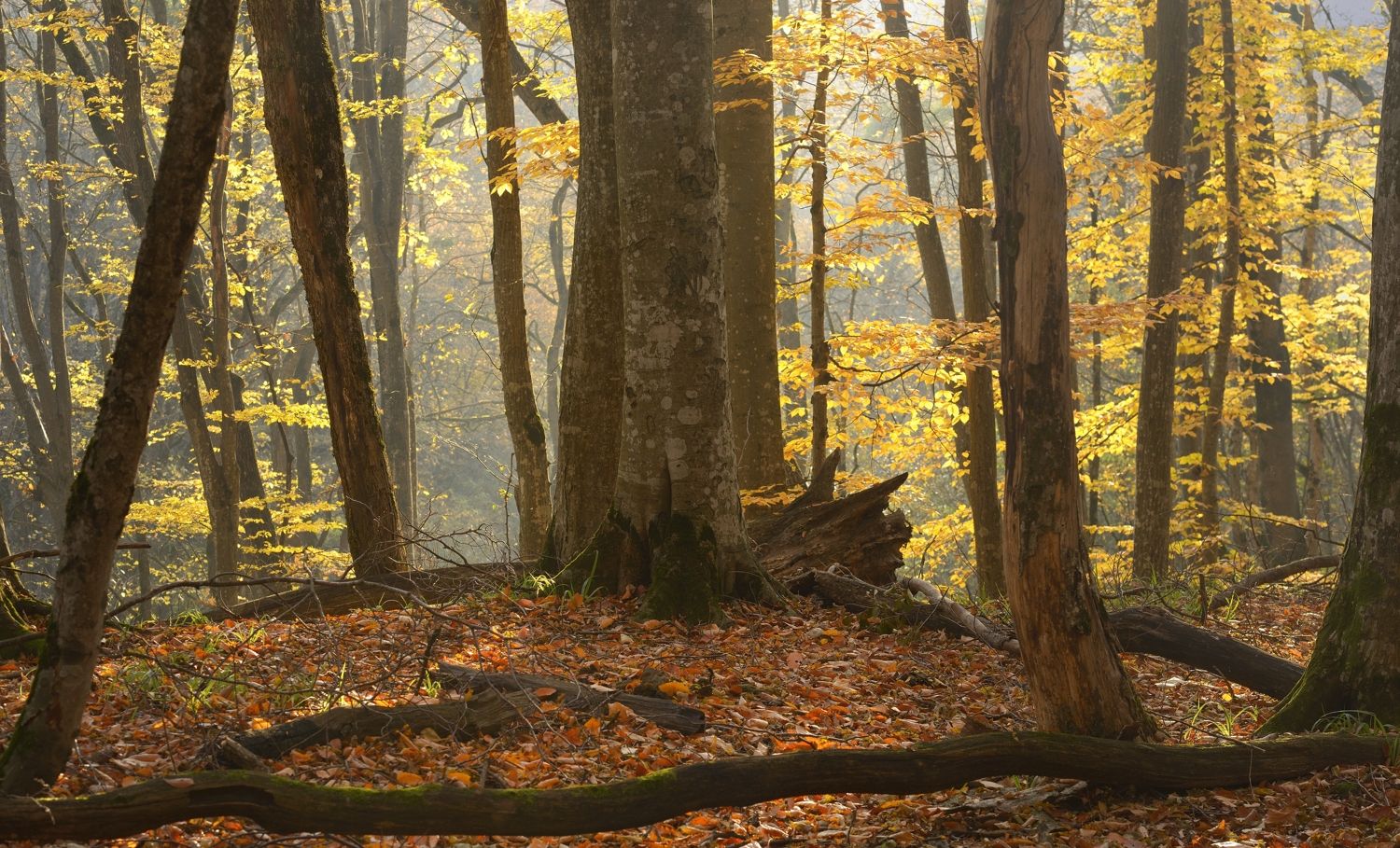 осень листва утро лес, Александр Жарников