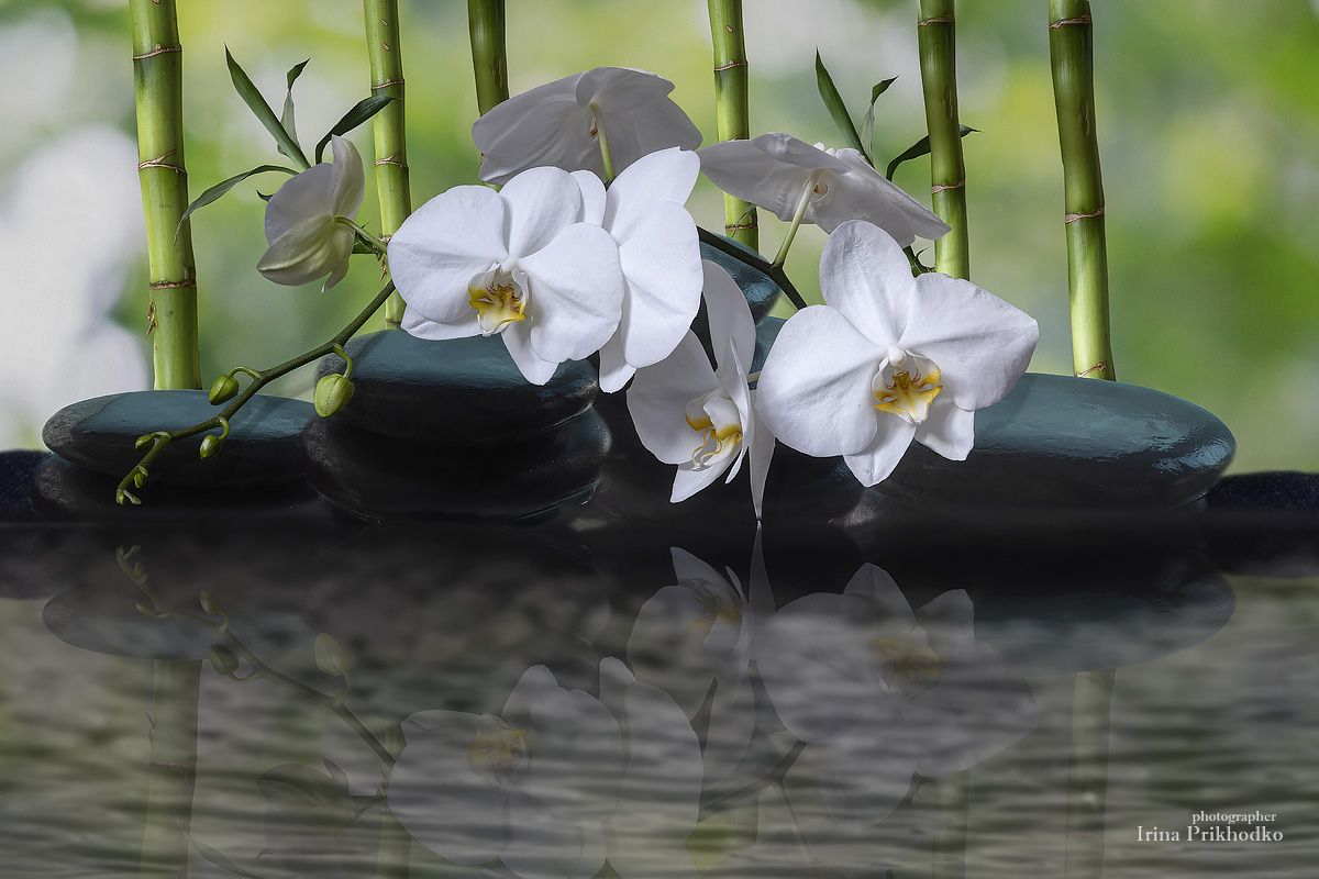 натюрморт, цветы, орхидея, бамбук, камни, вода, отражение, Ирина Приходько