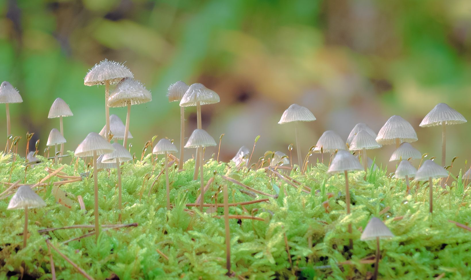 macro, mushrooms, forest, nature, moss, morning, light, autumn 2021, mycology, Krzysztof Tollas