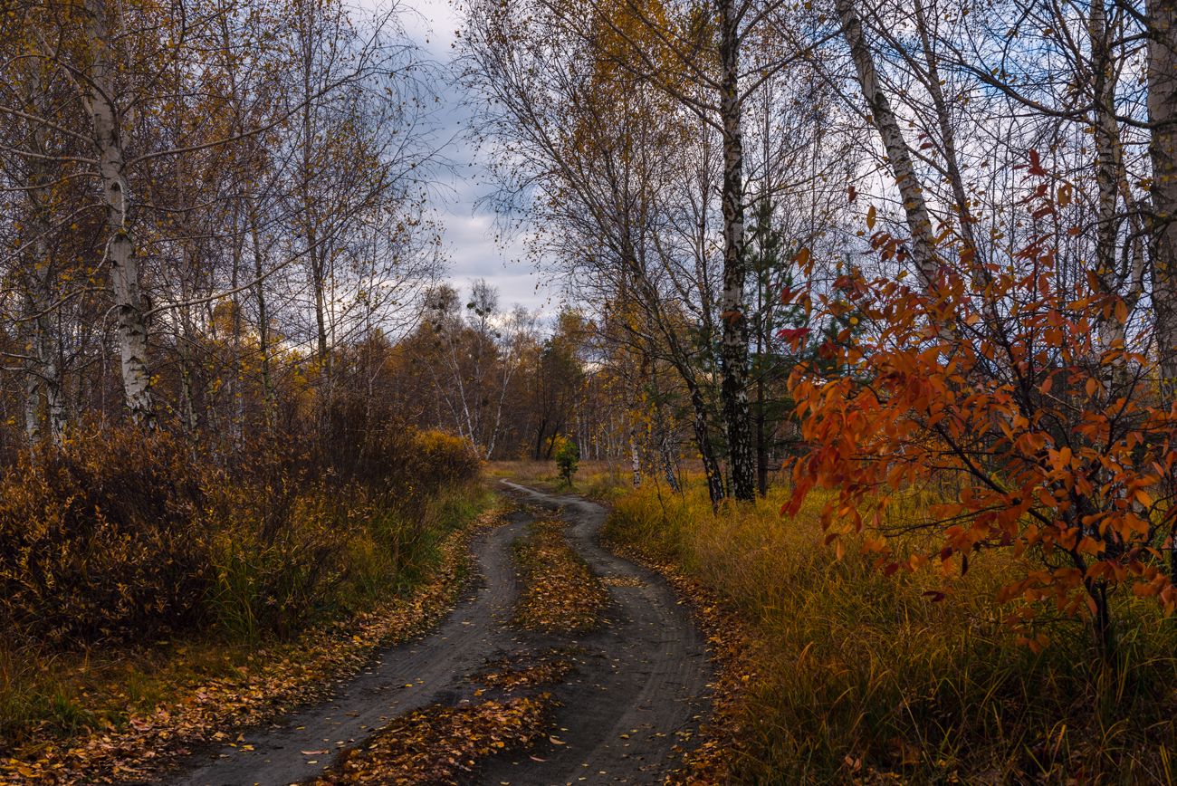 Свет октября. Осенняя, печальная, Лосиный..