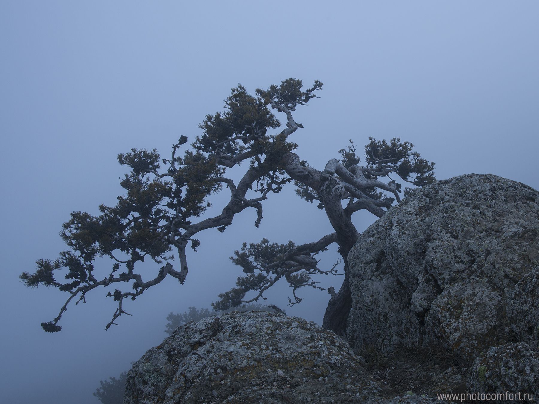 pine tree, fog, loneliness, scenery, nature, сосна Станкевича, сосна, туман, камни, Елена Ковригина