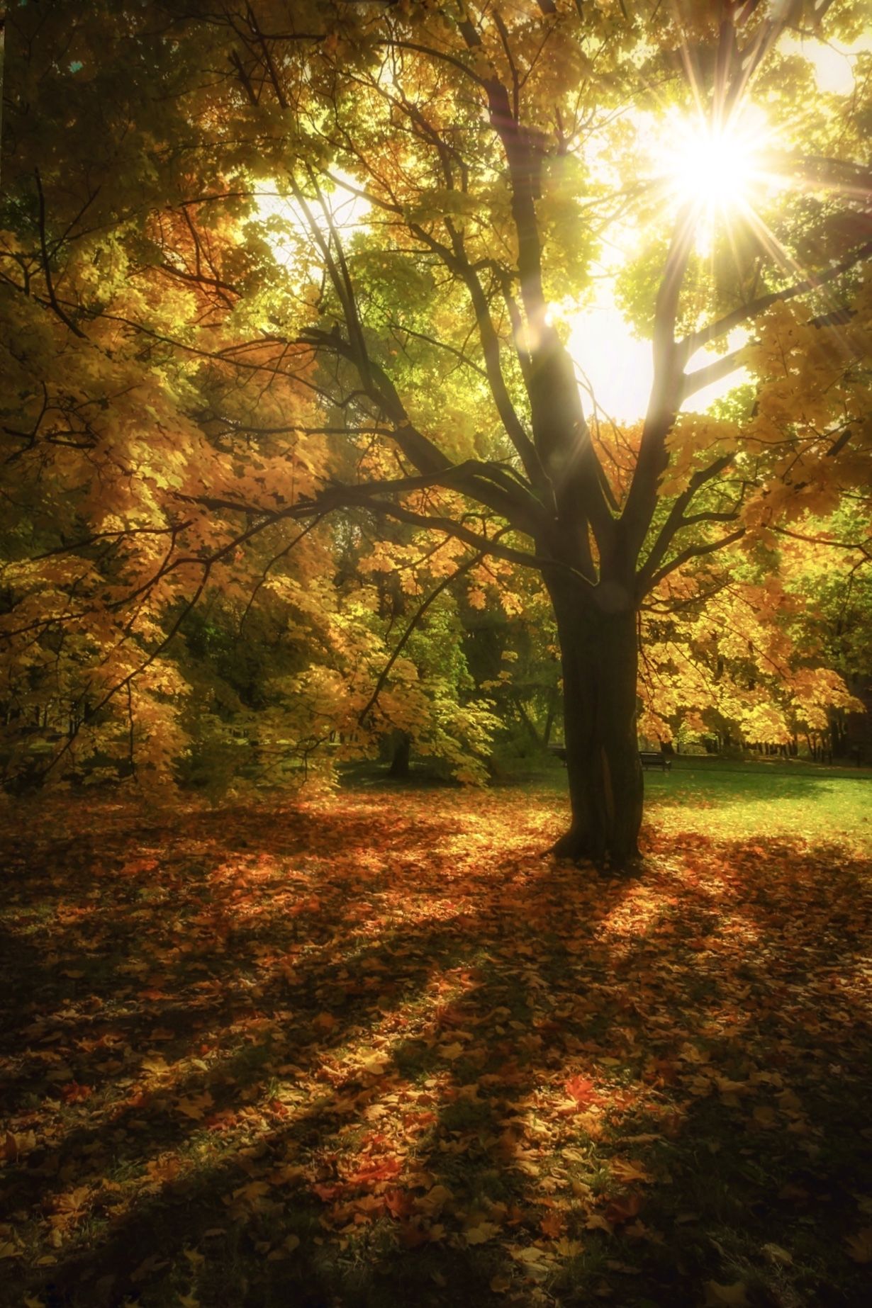золотая осень, gold autumn, природа, пейзаж, landscape, nature, Julia Kaissa