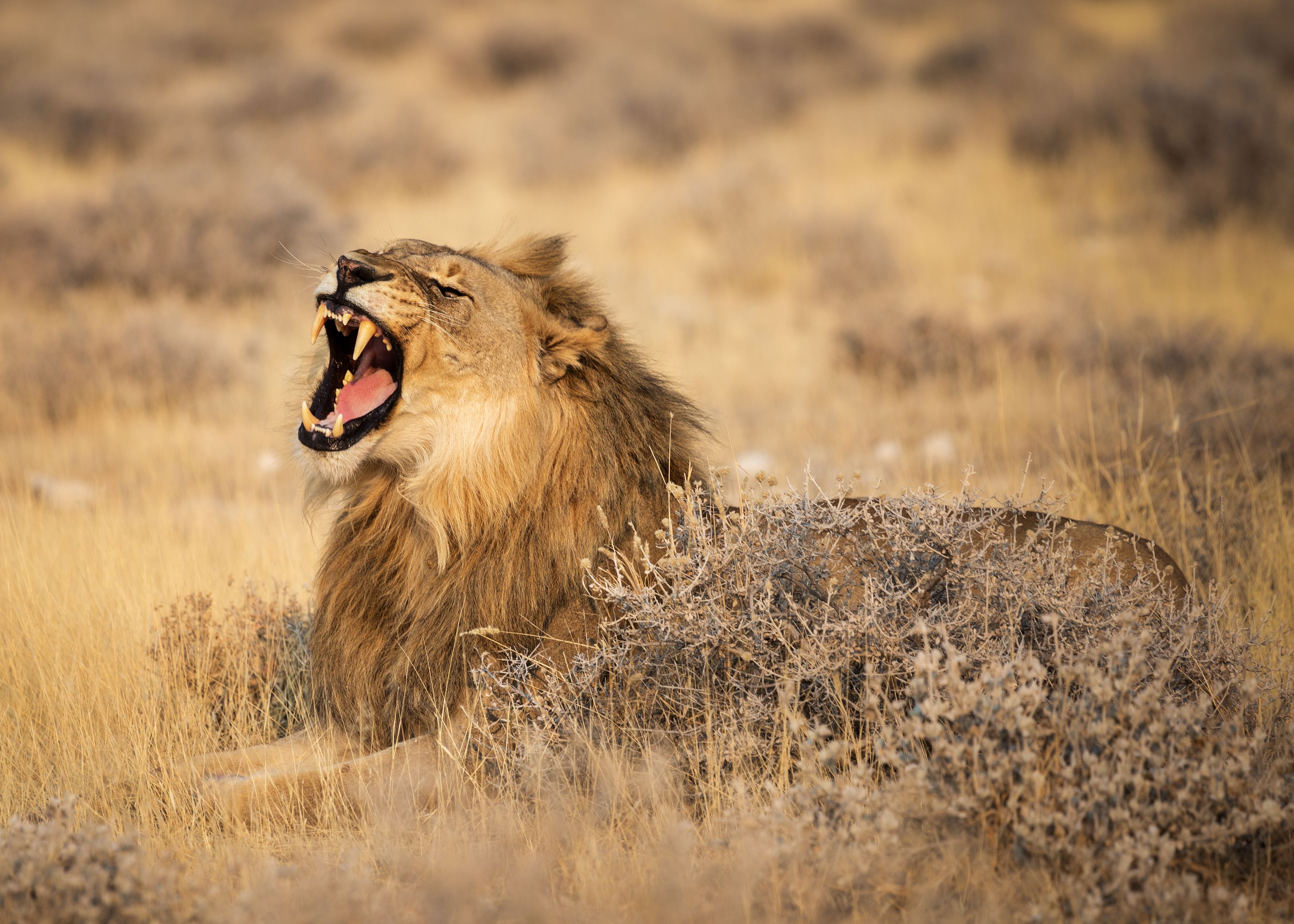 #лев #сафари #намибия #этоша #национальный парк #рев #namibia #africa #safari #leon #etosha, Наталия Деркач