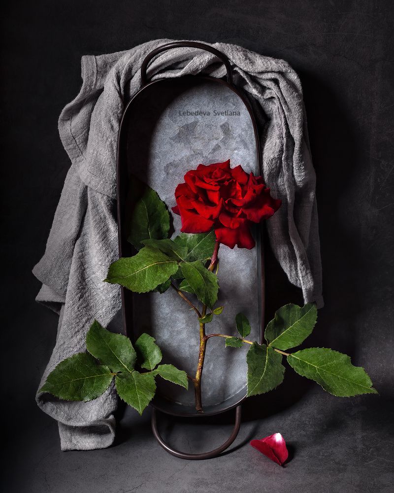 роза,цветок,натюрморт, Светлана Л.