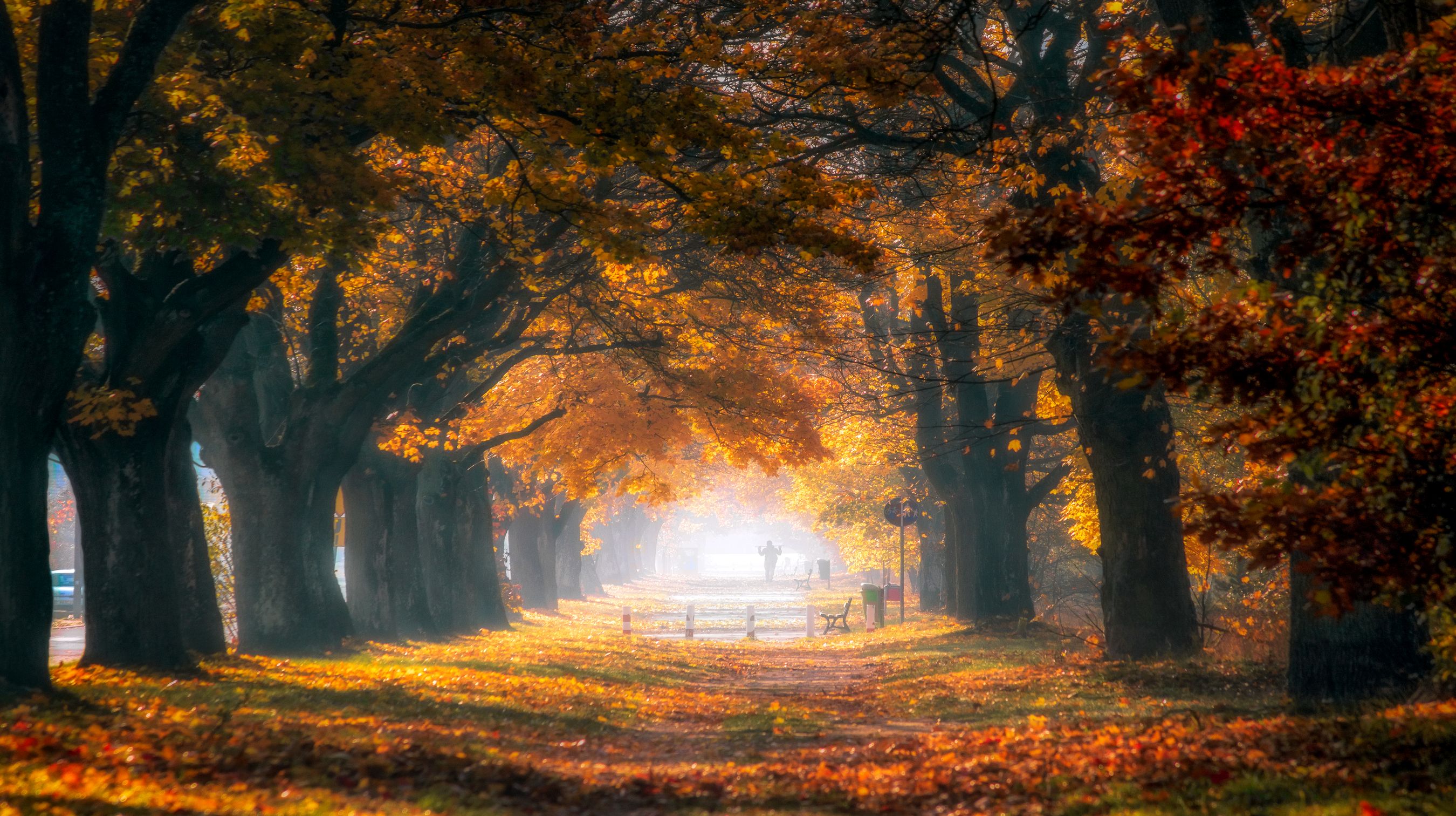 autumn 2021, avenue, trees, maples, bench, road, autumn leaves, light, fog, morning, October 2021, Krzysztof Tollas