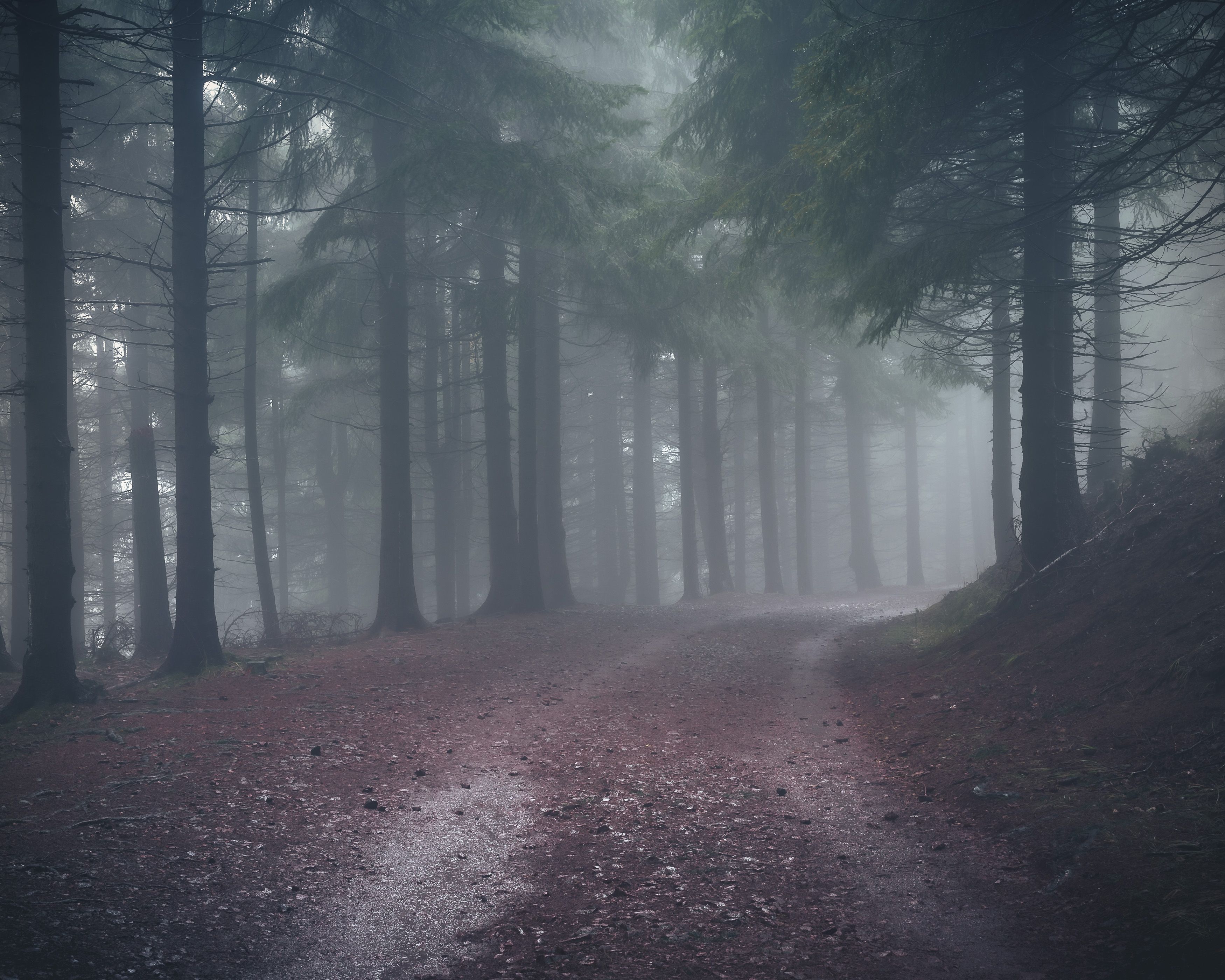 majestic, forest, autumn, fog, trees, rain, nikon, mountains, Tomasz Myśliński