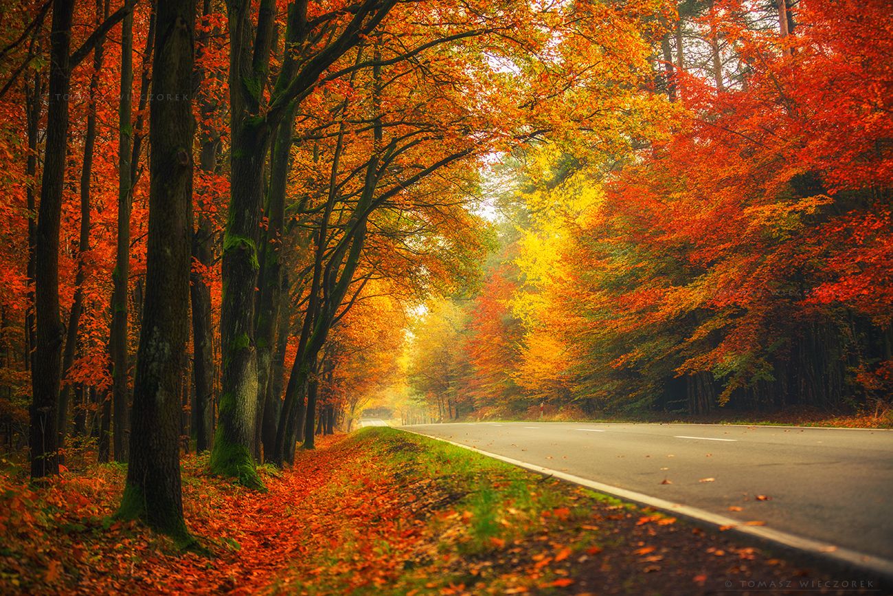 landscape, poland, light, autumn, awesome, amazing, sunrise, sunset, lovely, nature, travel, forest, trees, orange, road, colors, leaves, Tomasz Wieczorek