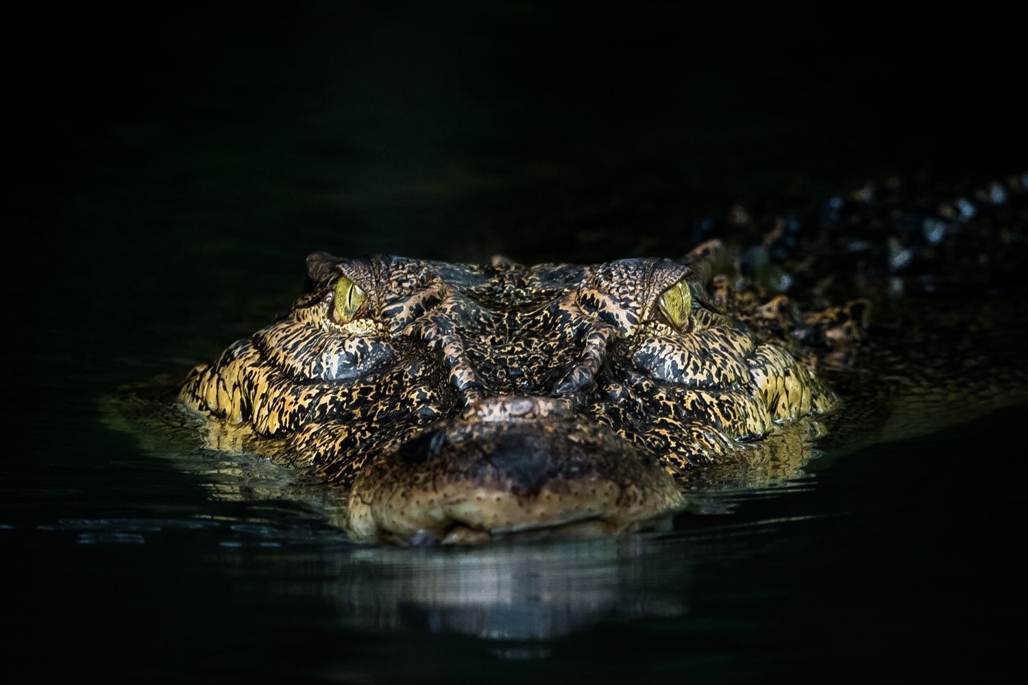 crocodile, Gimantha Perera