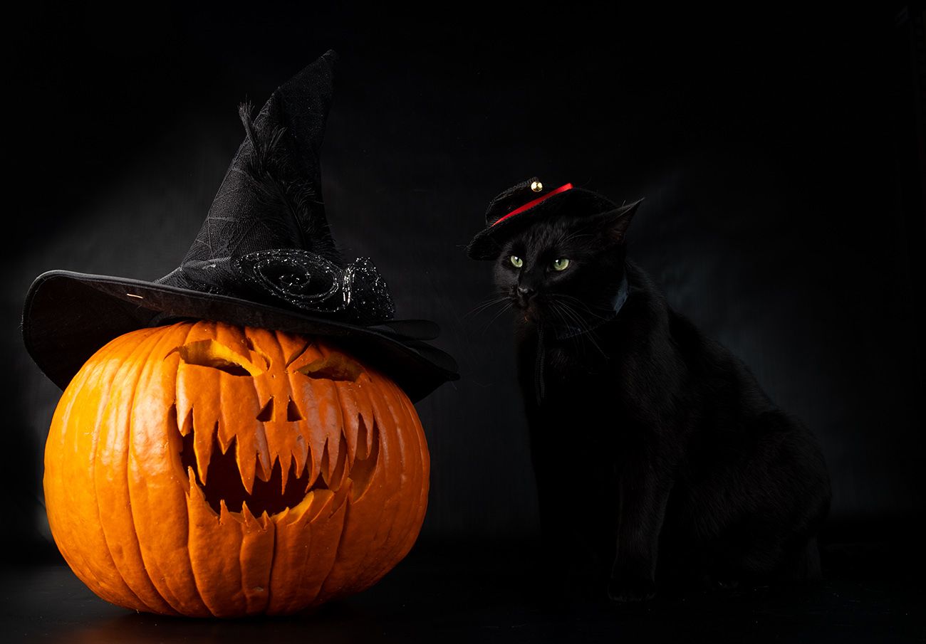 хэллоуин, кот, чёрный кот, black cat, cat, животные, кузя, нalloween, Elizabeth Etkind