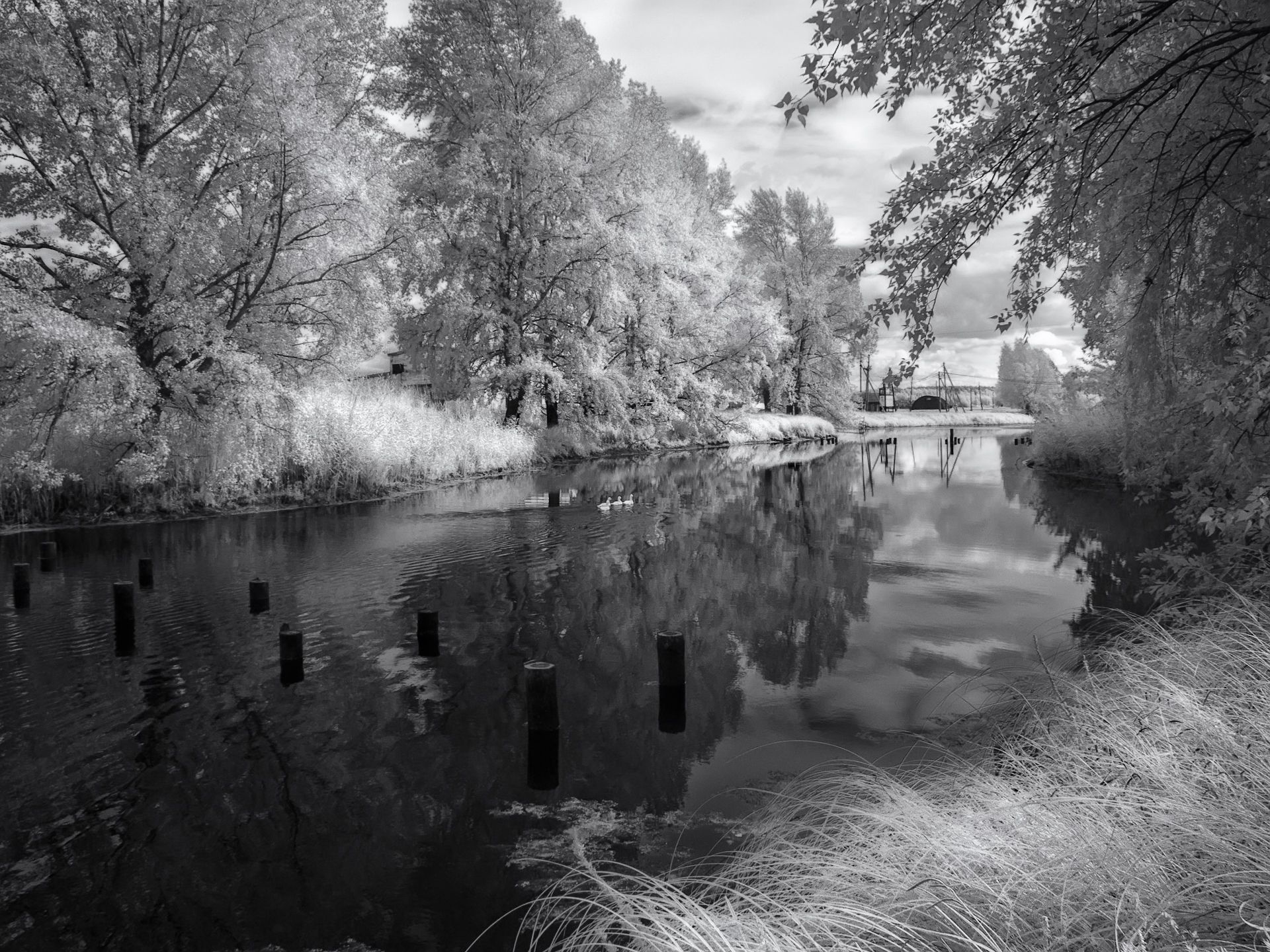 лето, деревня, пруд, инфракрасная фотография,  Гобова Наталья