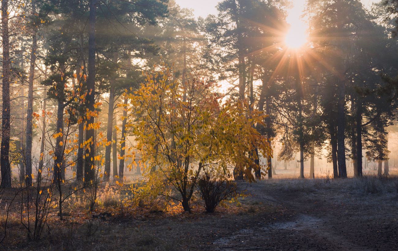 лес осень ноябрь рассвет туман изморозь, Галанзовская Оксана