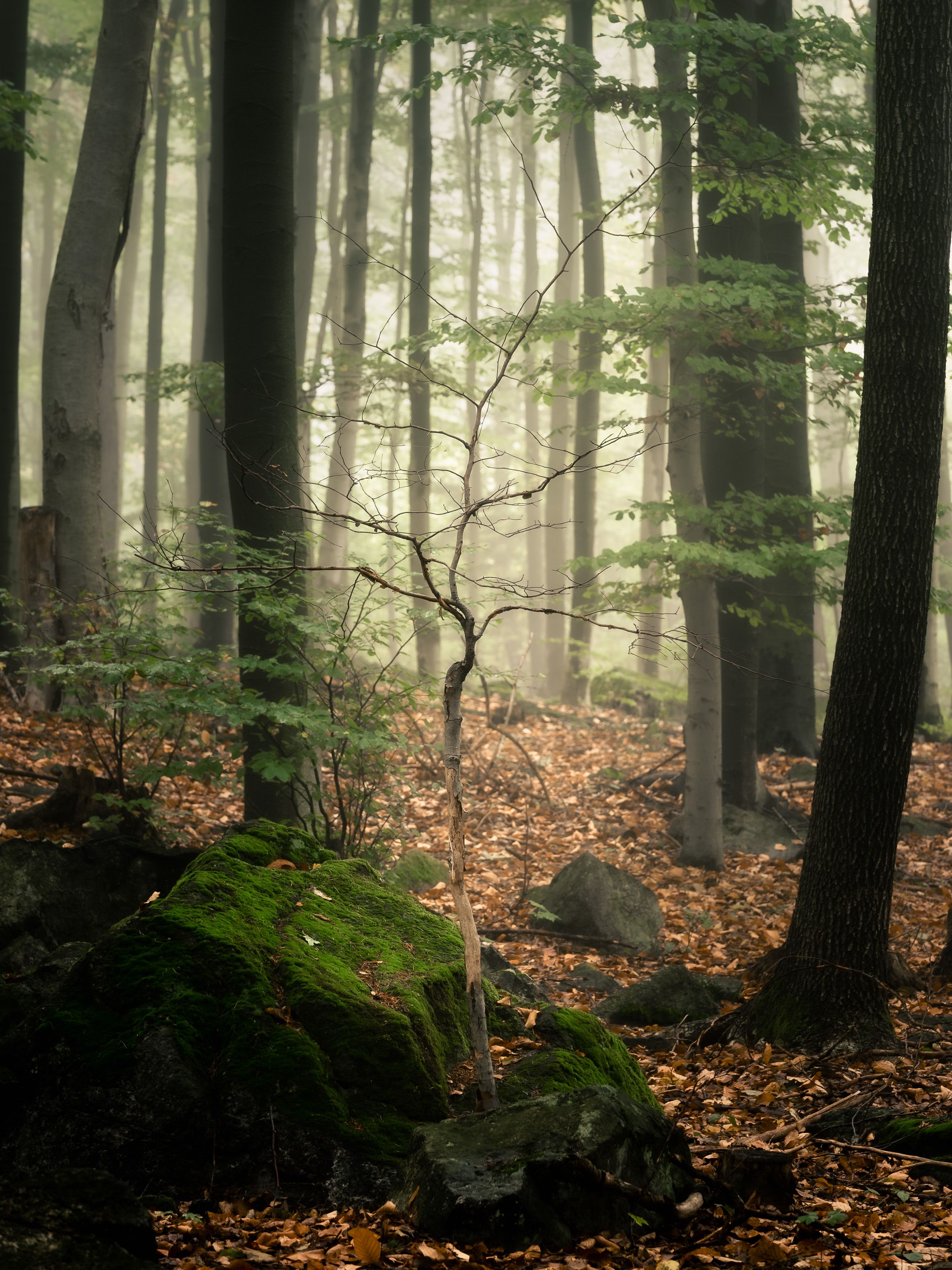 majestic, forest, autumn, fog, trees, rain, nikon, mountains, Tomasz Myśliński