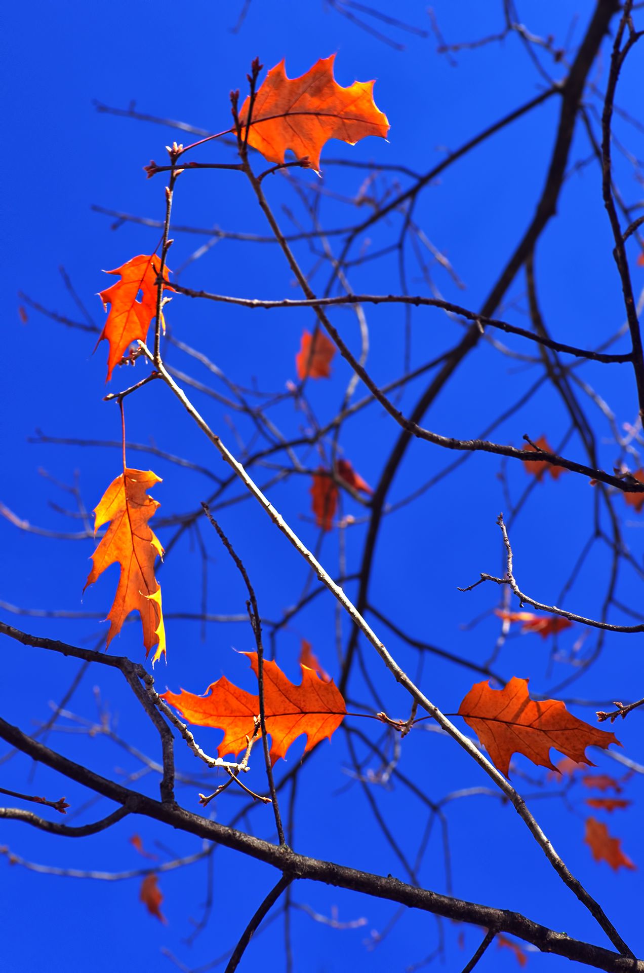 autumn, blue, branches, color, colors, color image, glow, leaf, leaves, light, nature, photography, sky, tree, trees,, Dr Didi Baev