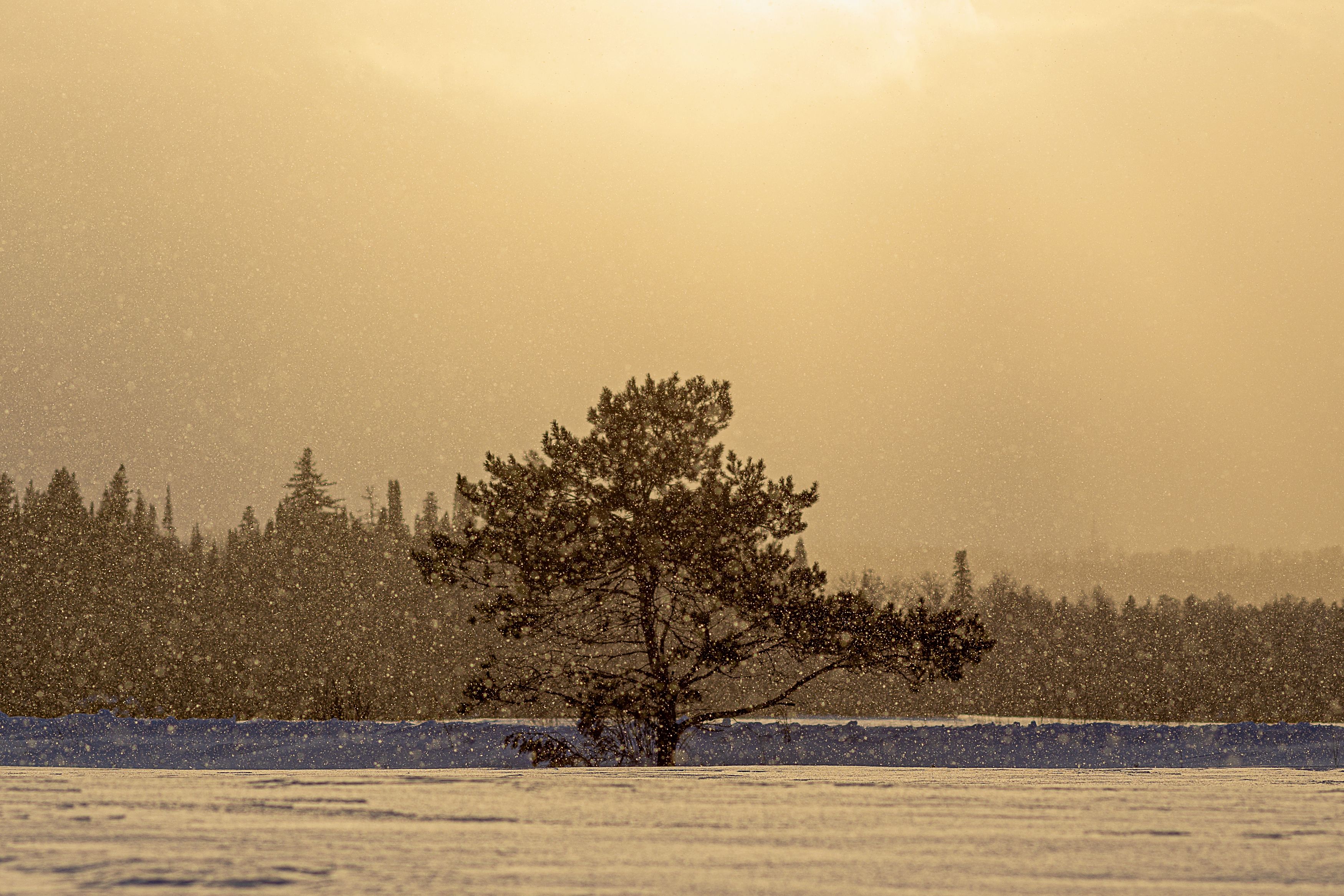 снегопад, сосна, дерево, одинокое дерево, снег, Андрей Логвинович