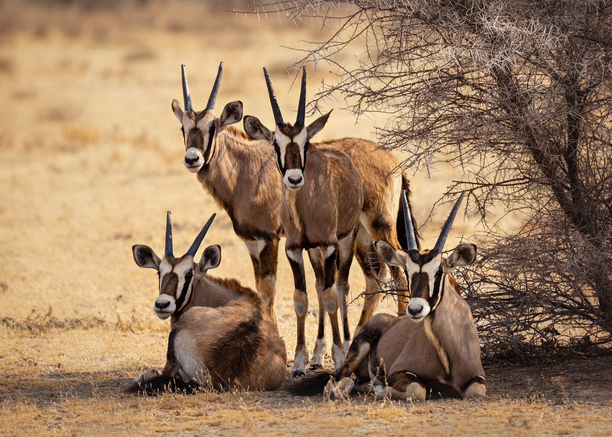 #Намибия #Этоша #Африка #сафари #животные #ориксы #africa #namibia #animals #safari #oriks, Наталия Деркач
