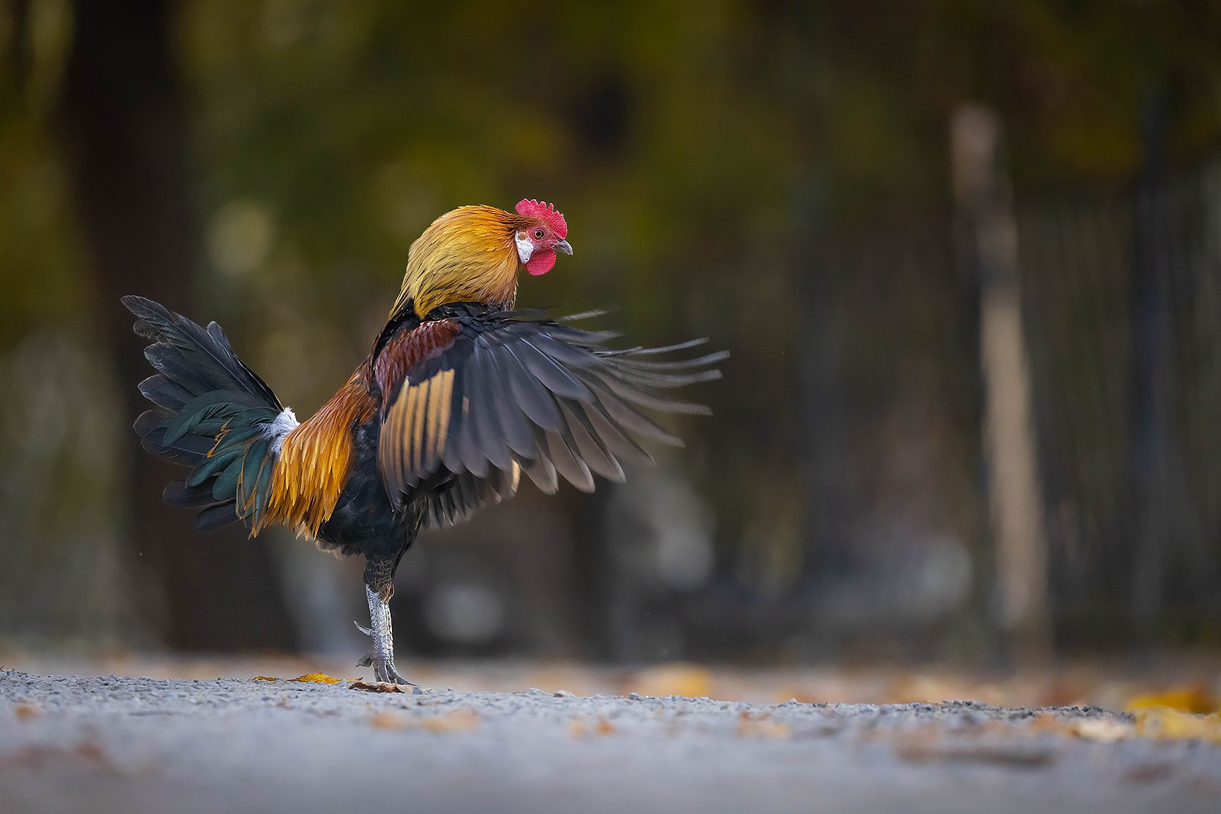 , Robert Adamec